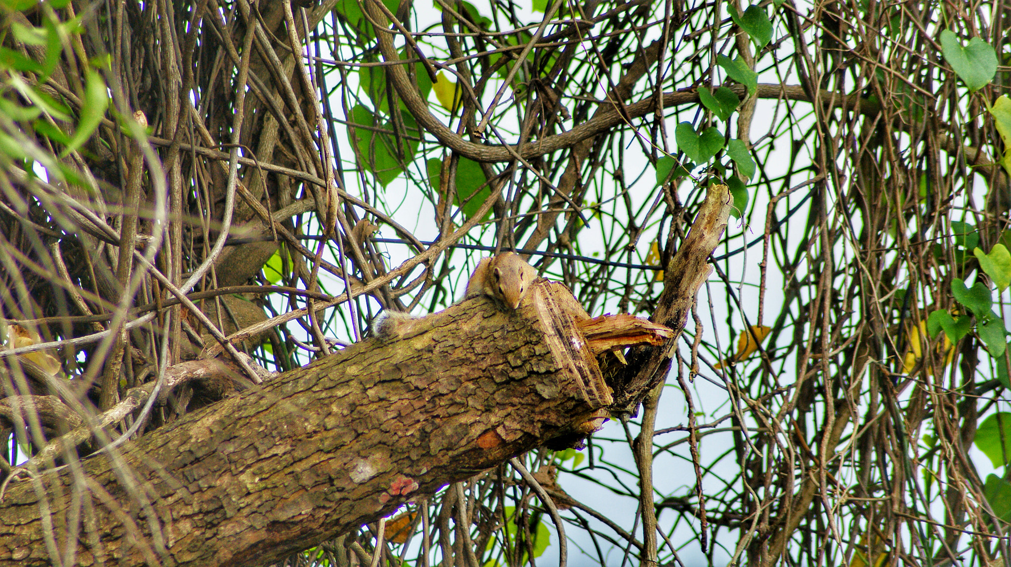 Sony Alpha DSLR-A290 sample photo. I am watching you! photography