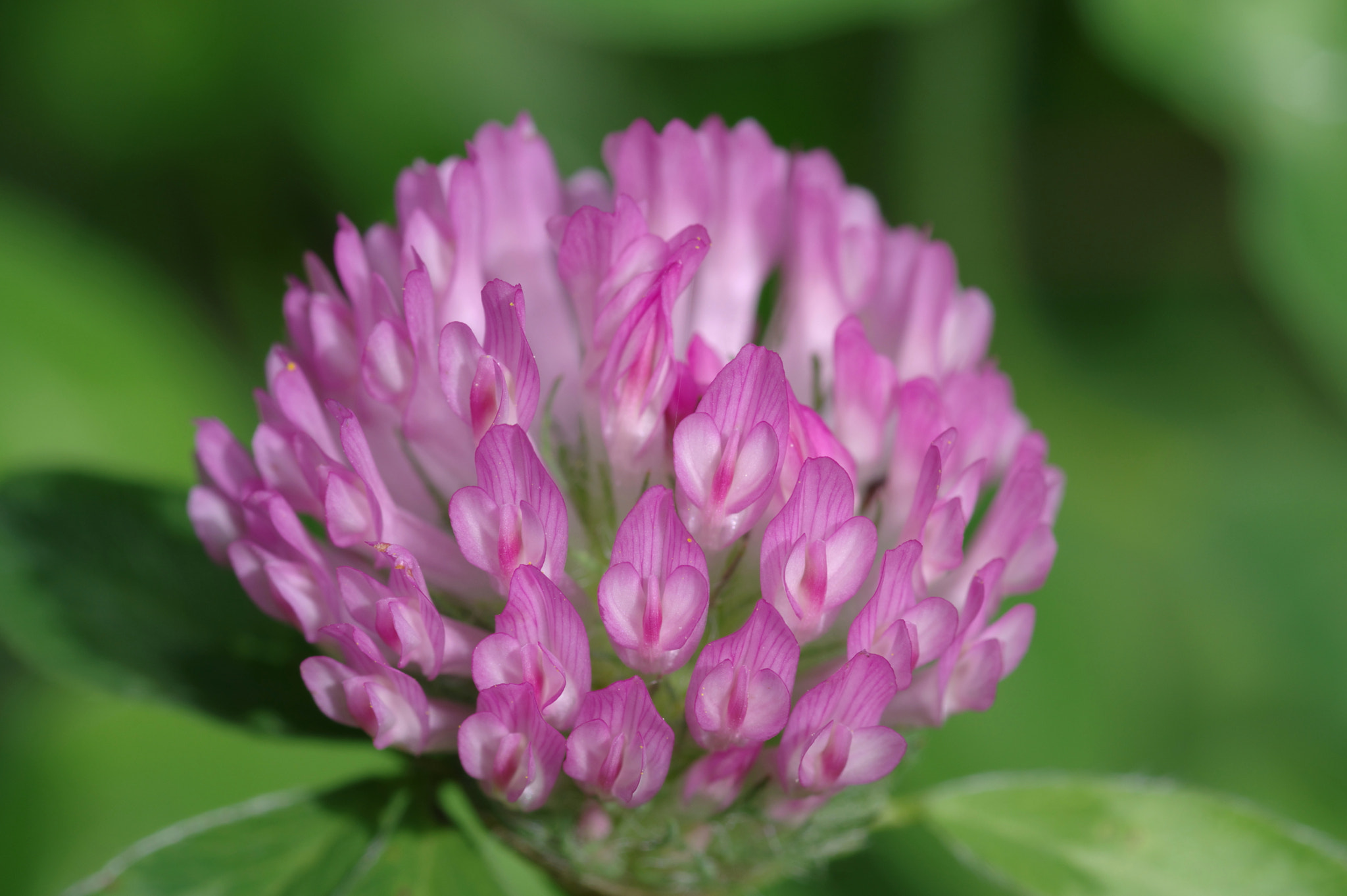 Pentax K-3 II sample photo. Trifolium pratense photography