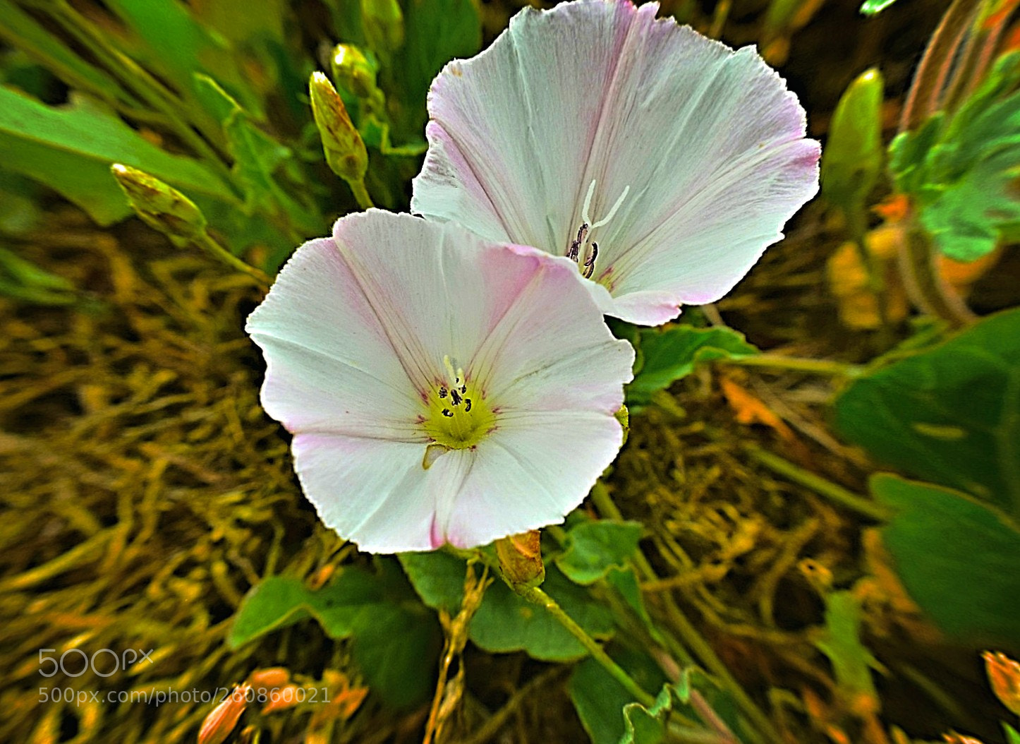 Nikon D5300 sample photo. Untitled photography