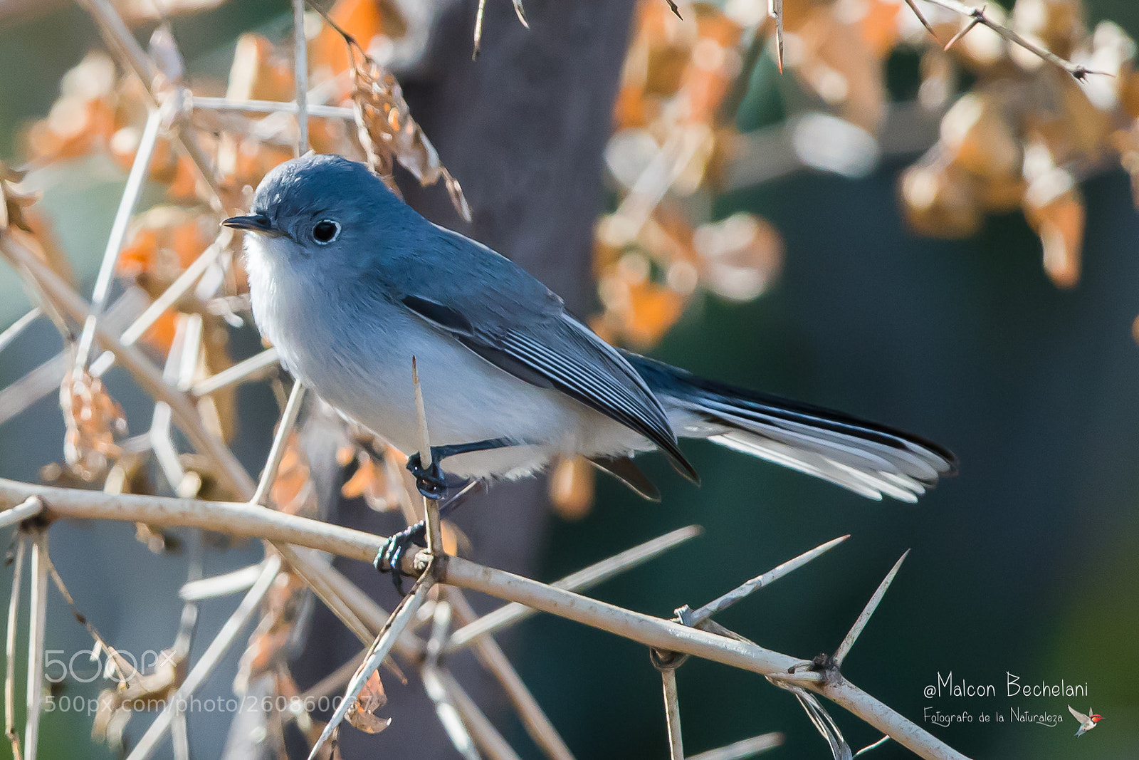 Nikon D810 sample photo. Mbs photography