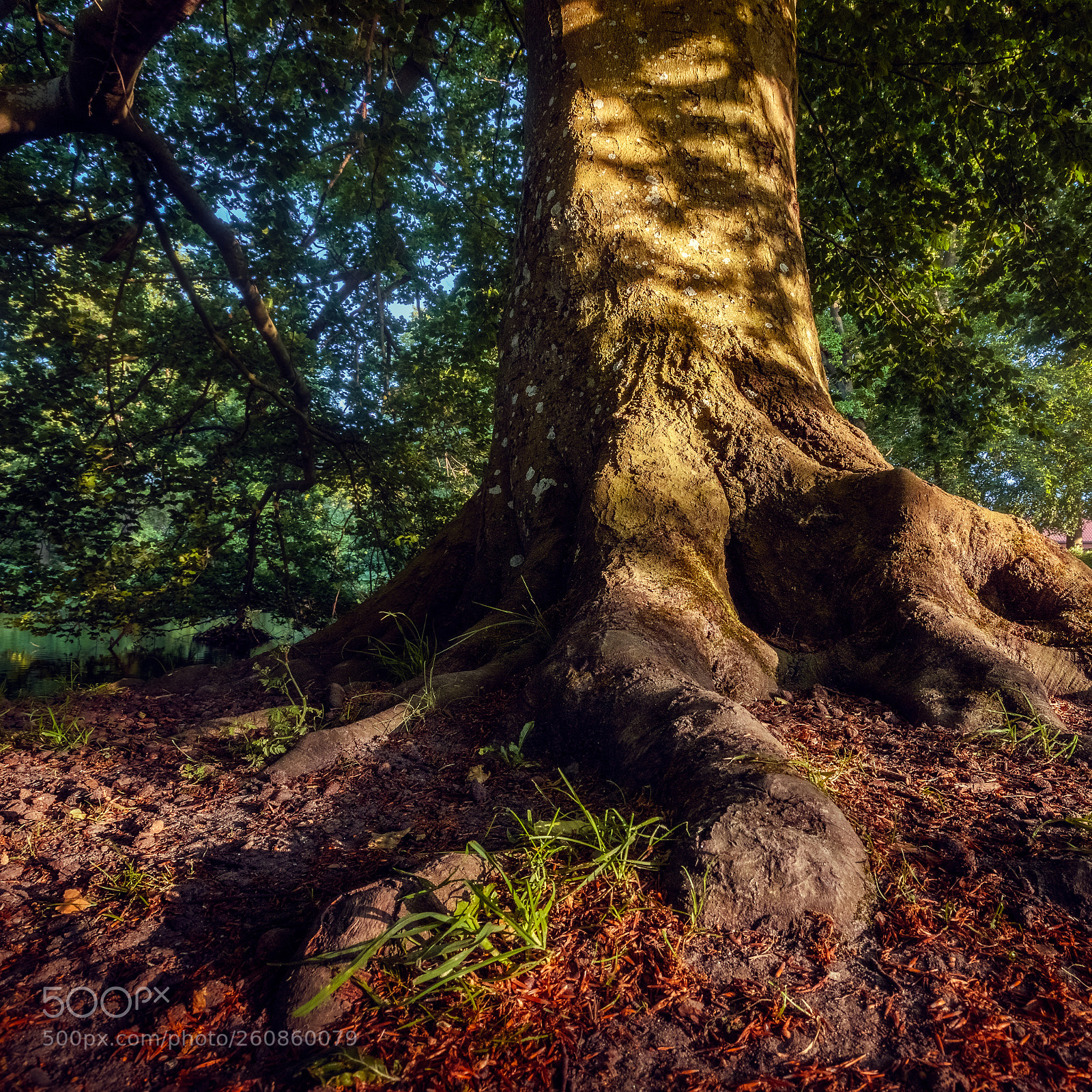 Canon EOS 5D Mark IV sample photo. Tree photography