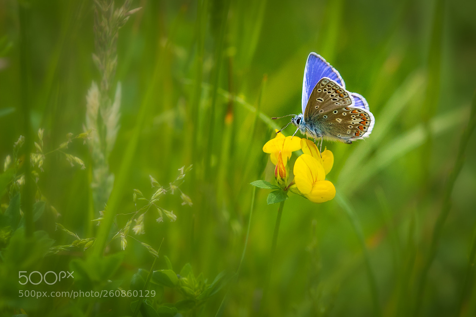 Canon EOS 7D Mark II sample photo. Common blue butterfly photography