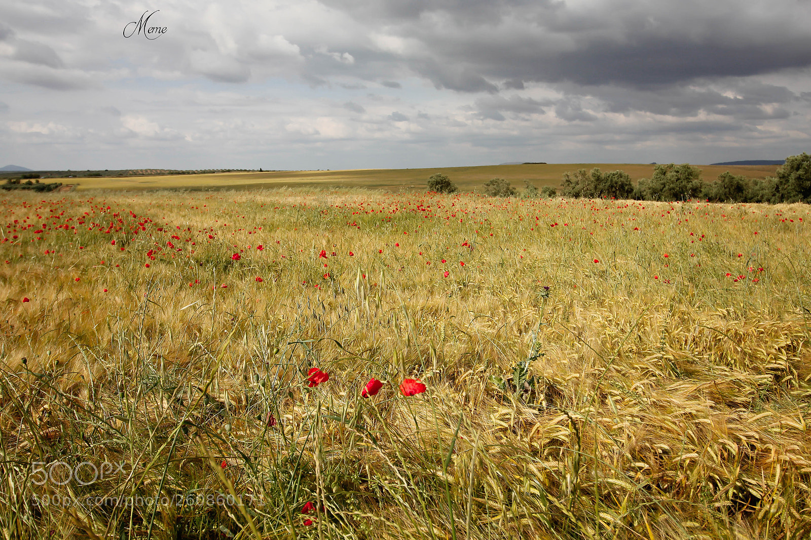Canon EOS 1200D (EOS Rebel T5 / EOS Kiss X70 / EOS Hi) sample photo. Fawers in the wheat photography