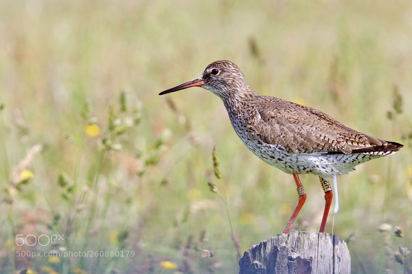 Canon EOS 7D Mark II sample photo. Common redshank - tureluur photography