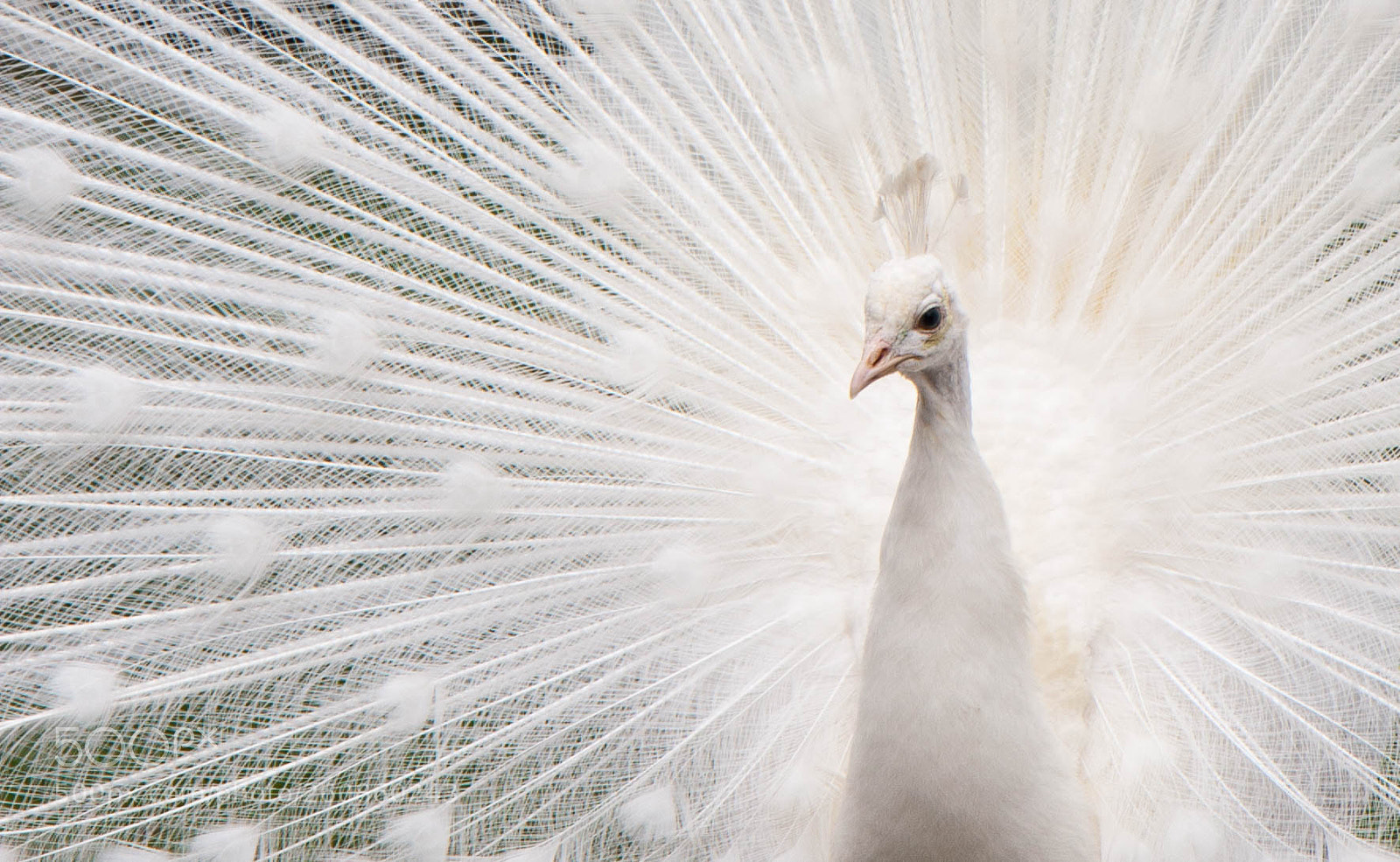 Canon EOS 20D sample photo. White peacock photography