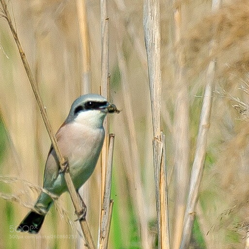Nikon D4 sample photo. Untitled photography