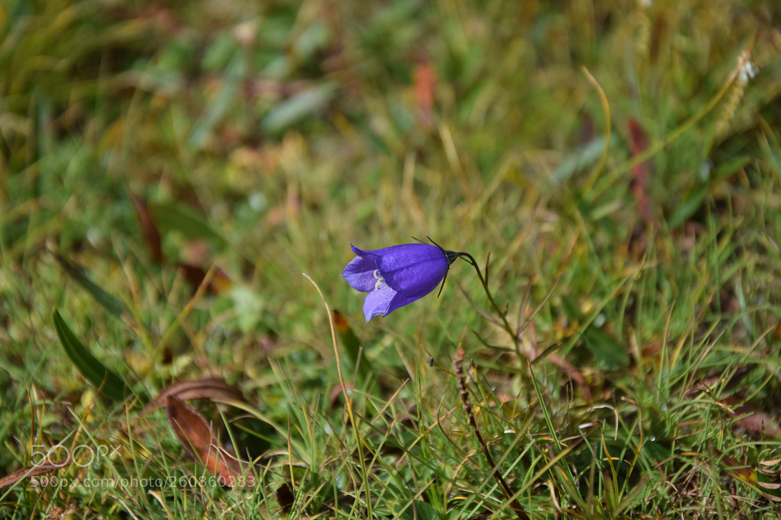Nikon D3300 sample photo. A little mountain flower photography