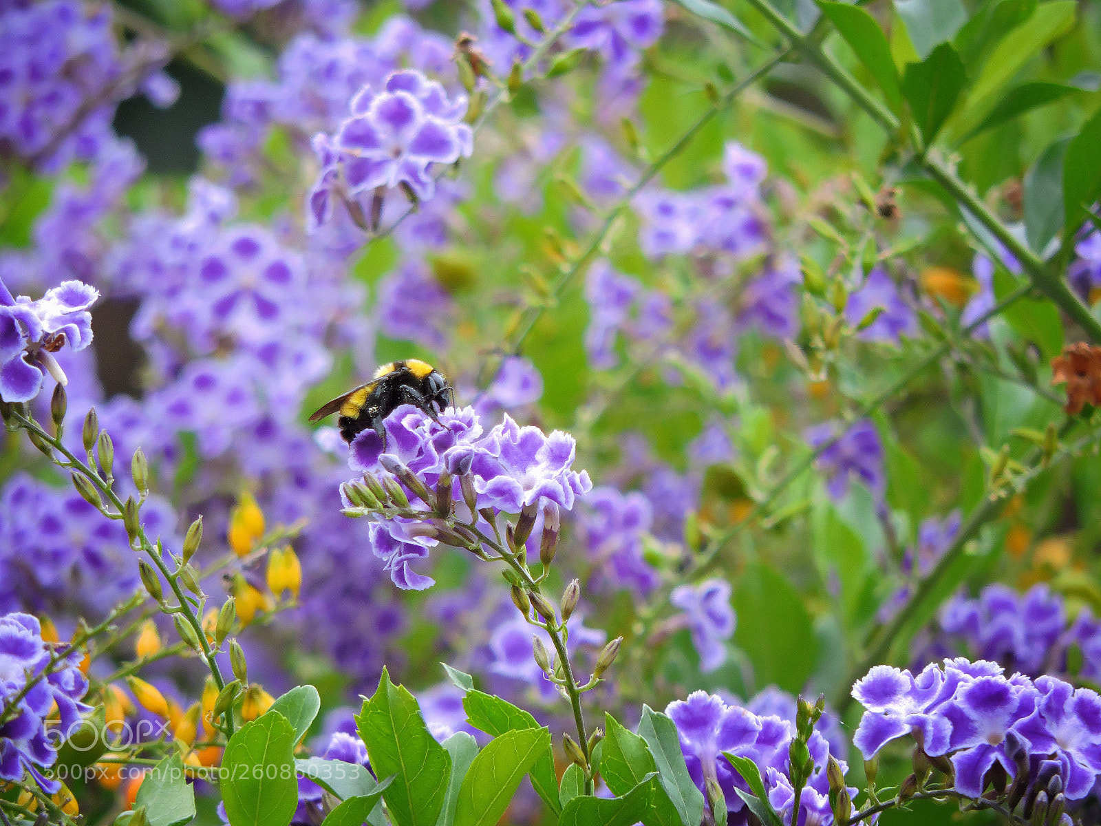 Nikon Coolpix P530 sample photo. Bumblebee in the garden photography