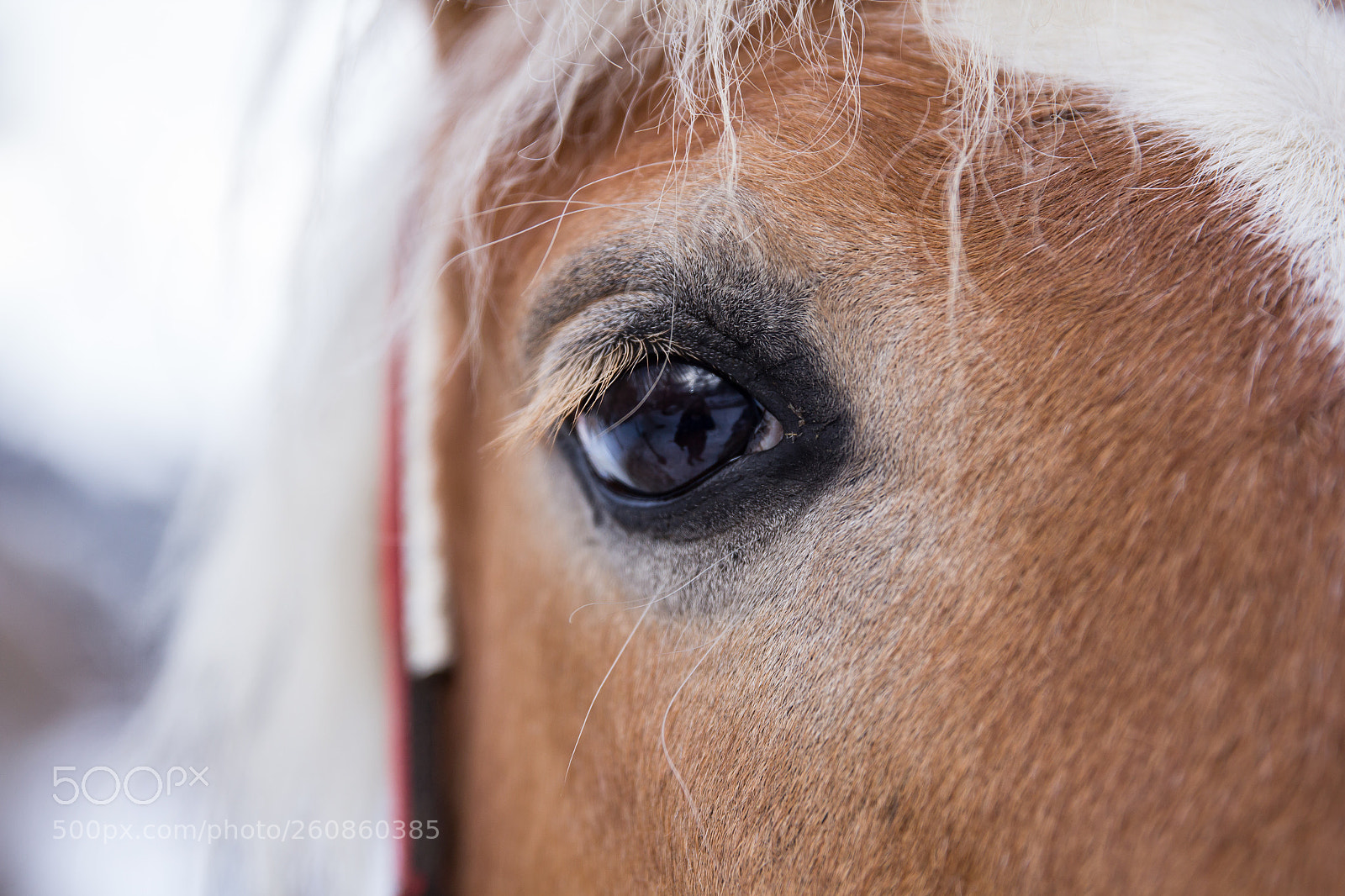Canon EOS 60D sample photo. Spirit of horse photography