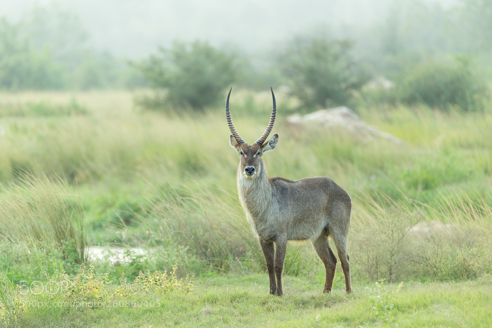Canon EOS-1D X sample photo. Waterbuck in the mist photography