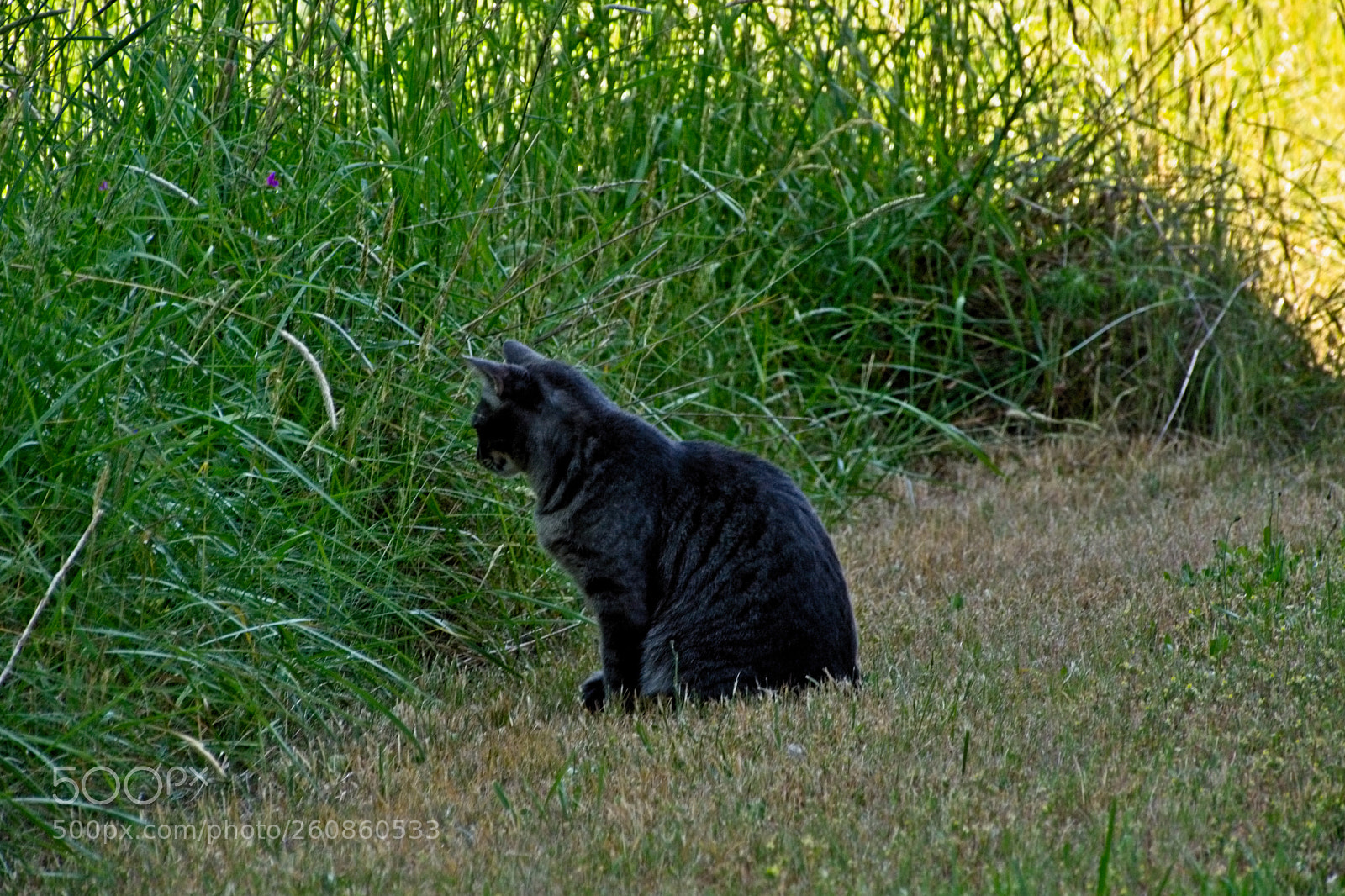 Nikon D5200 sample photo. The hunter photography