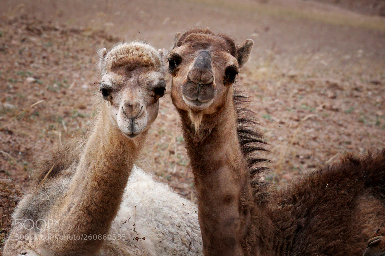 Sony a6500 sample photo. Camel mother and kid photography