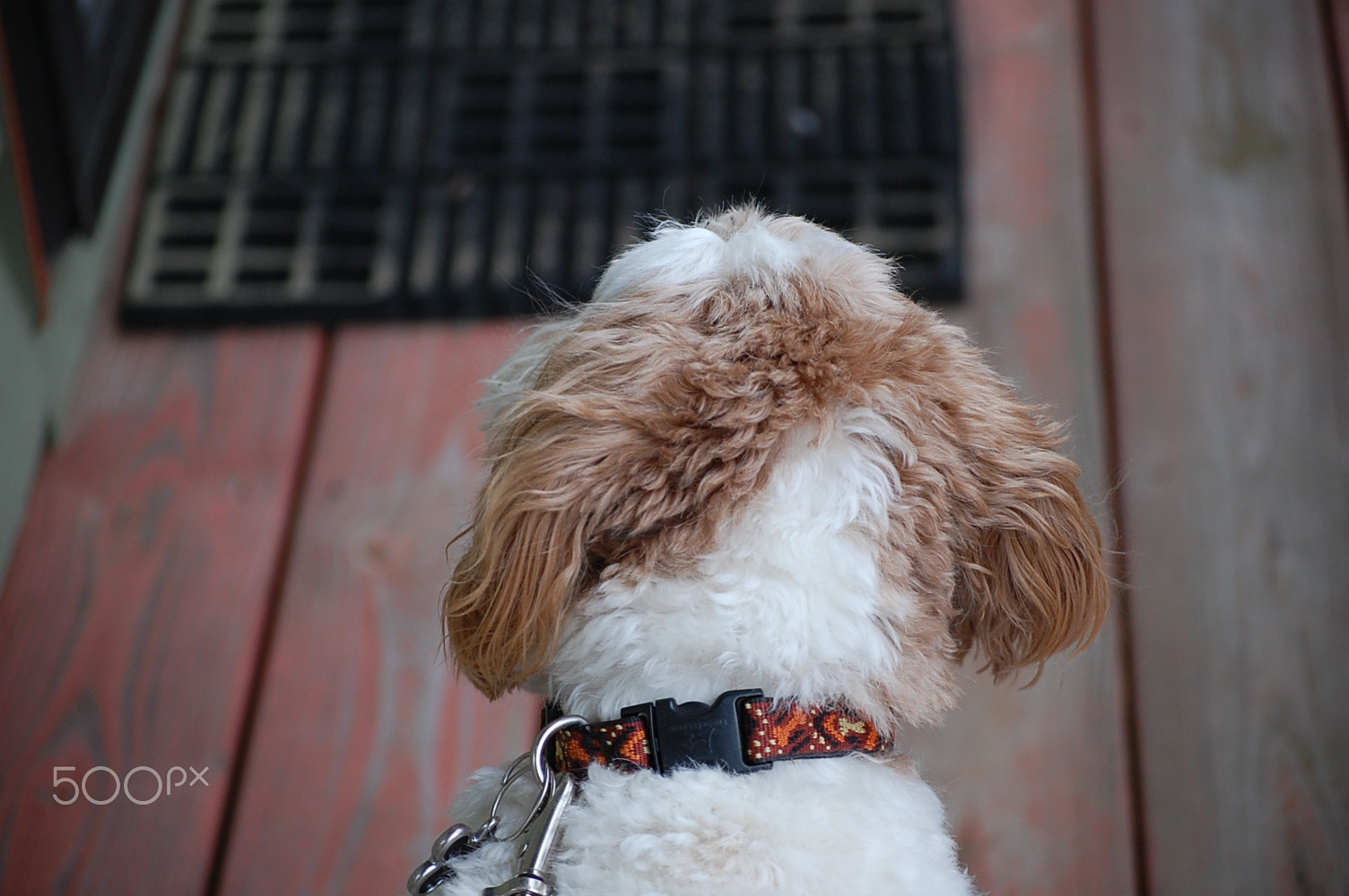 Nikon D40 sample photo. Artoo photography
