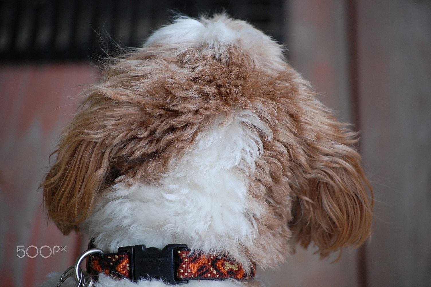 Nikon D40 sample photo. Artoo photography