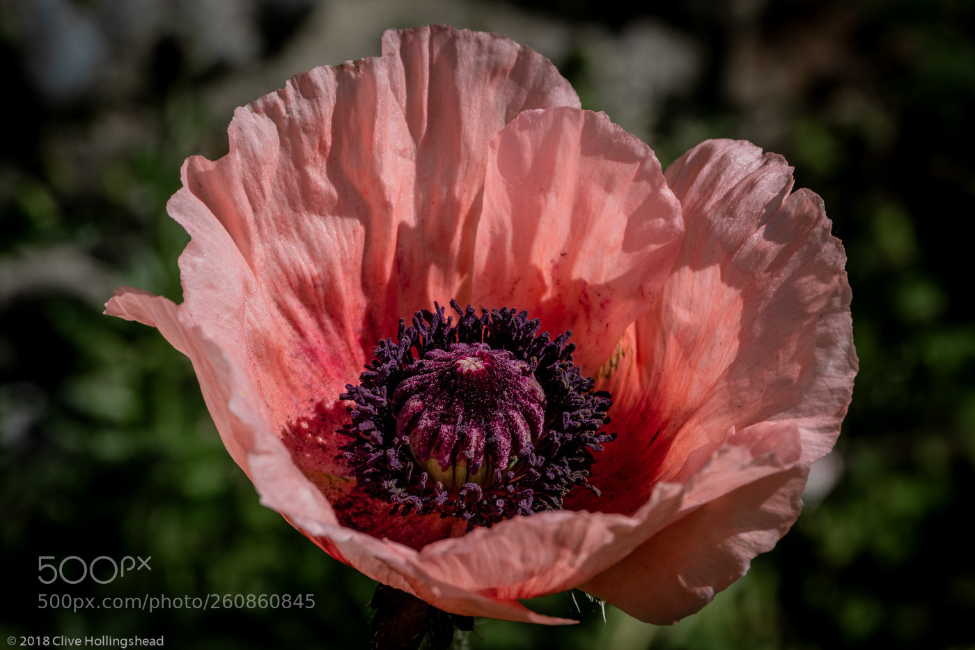 Canon EOS 7D Mark II sample photo. The pink poppy photography