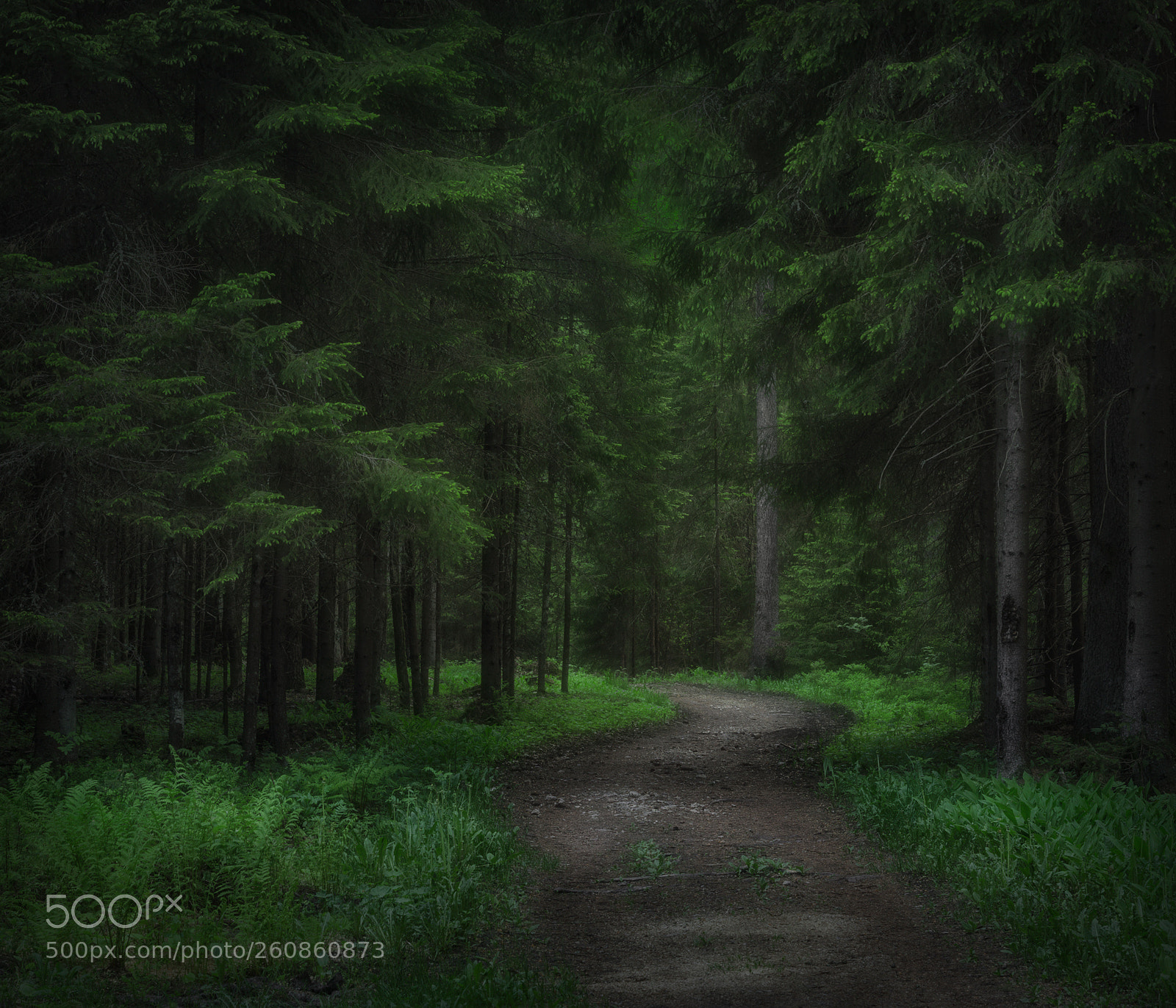 Nikon D7000 sample photo. Road through the forest photography