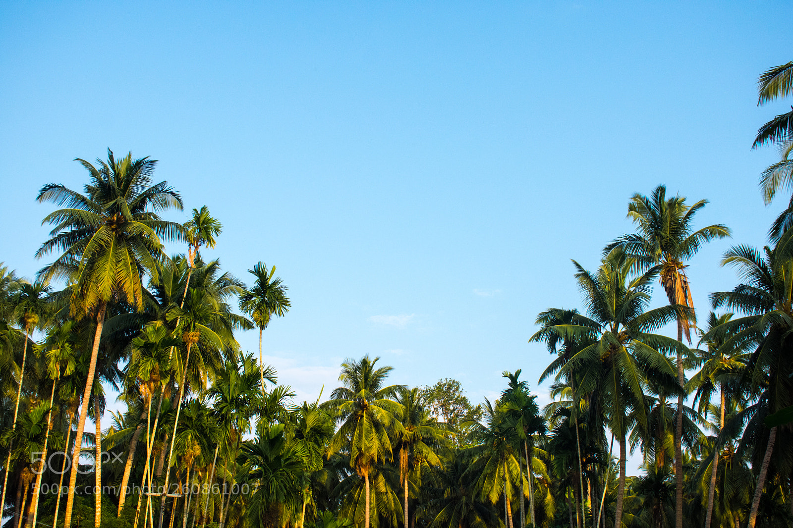 Nikon D3400 sample photo. Palmen aus gold photography