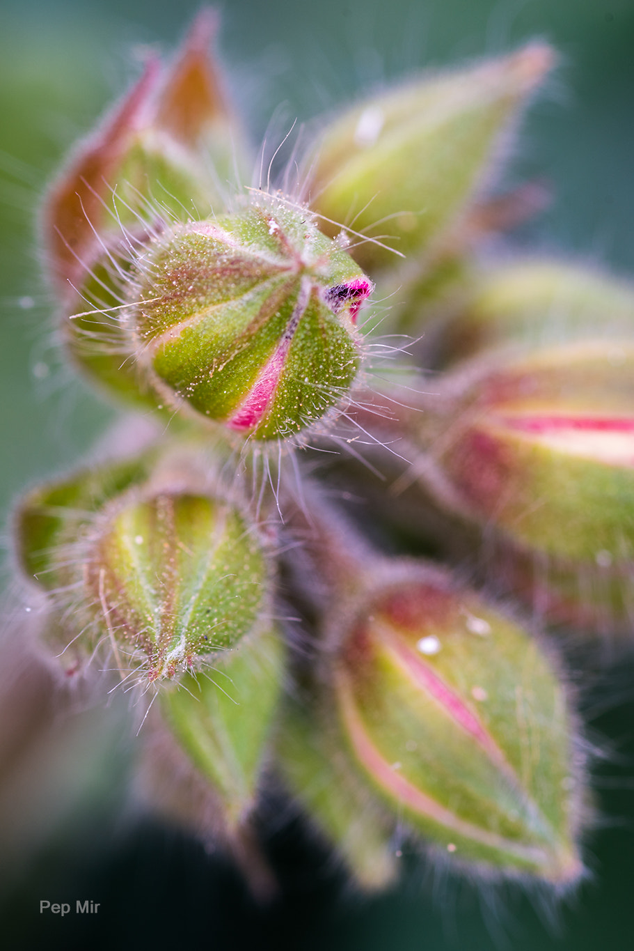 Sony a99 II sample photo. Geranio photography