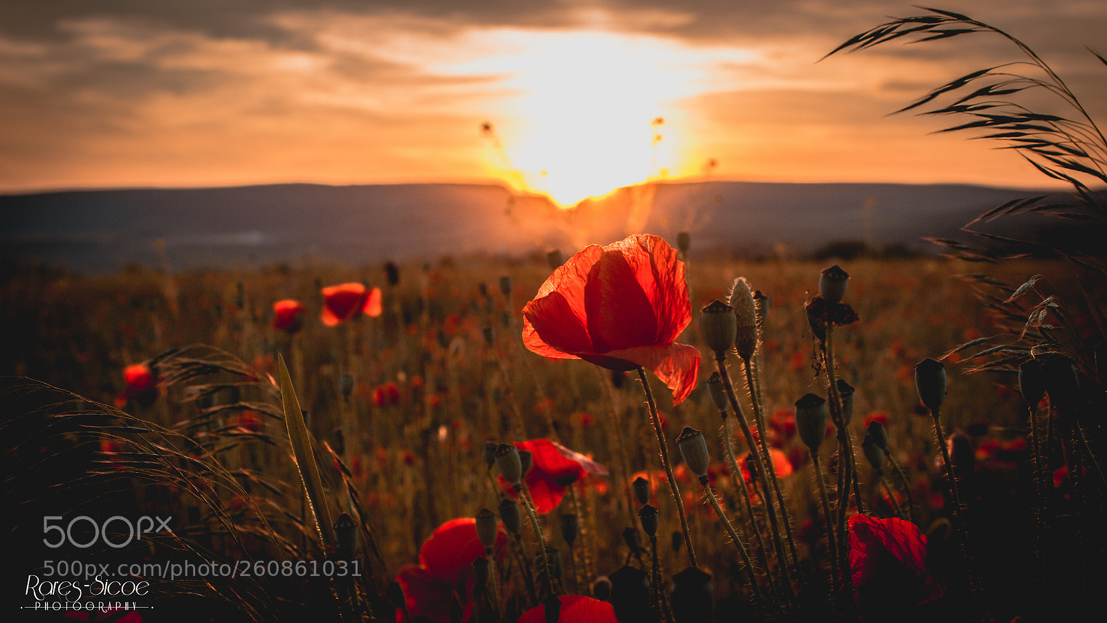 Canon EOS 600D (Rebel EOS T3i / EOS Kiss X5) sample photo. Poppies photography