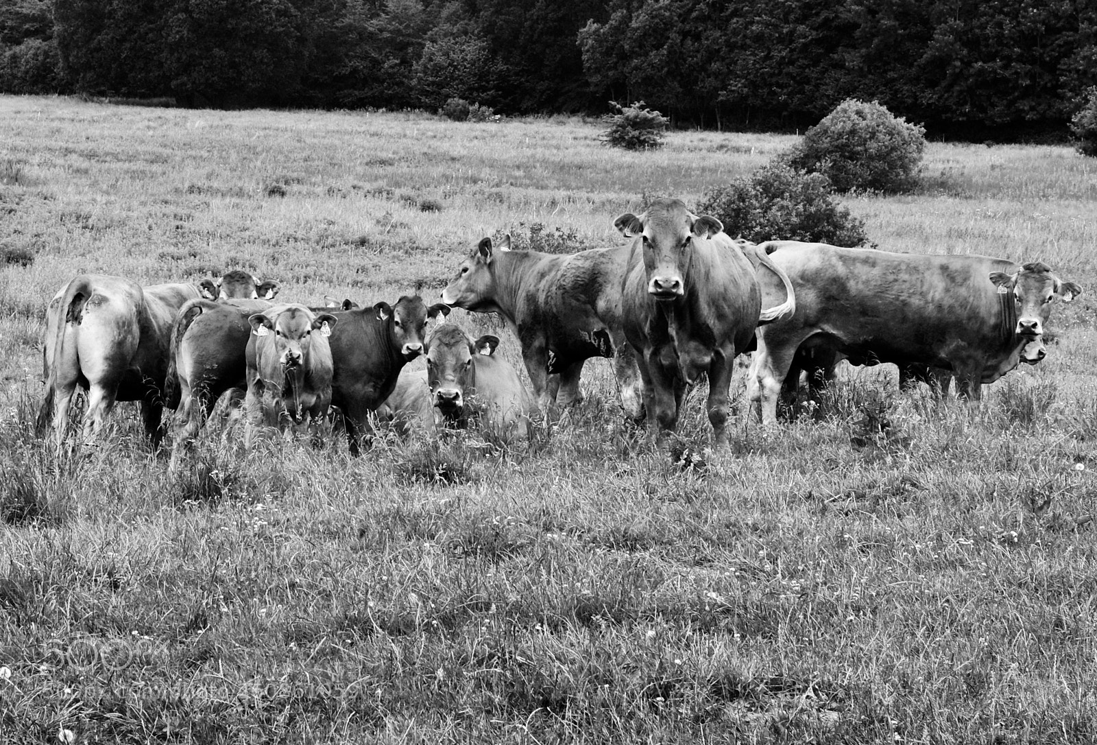Fujifilm X-Pro2 sample photo. Curious cows photography