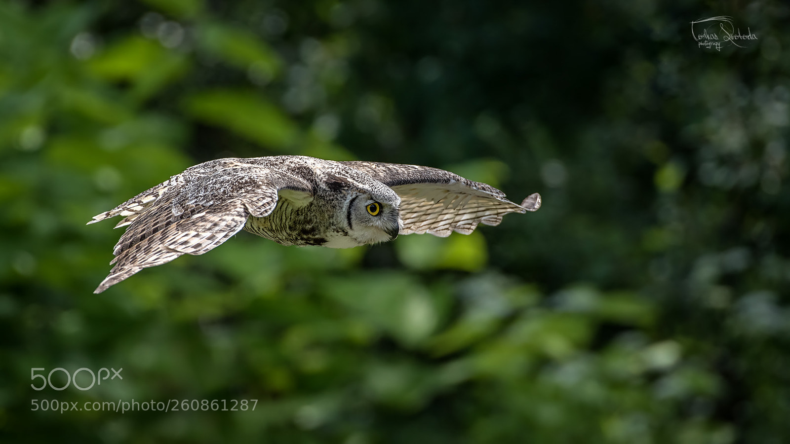 Nikon D750 sample photo. The spotted eagle-owl bubo photography
