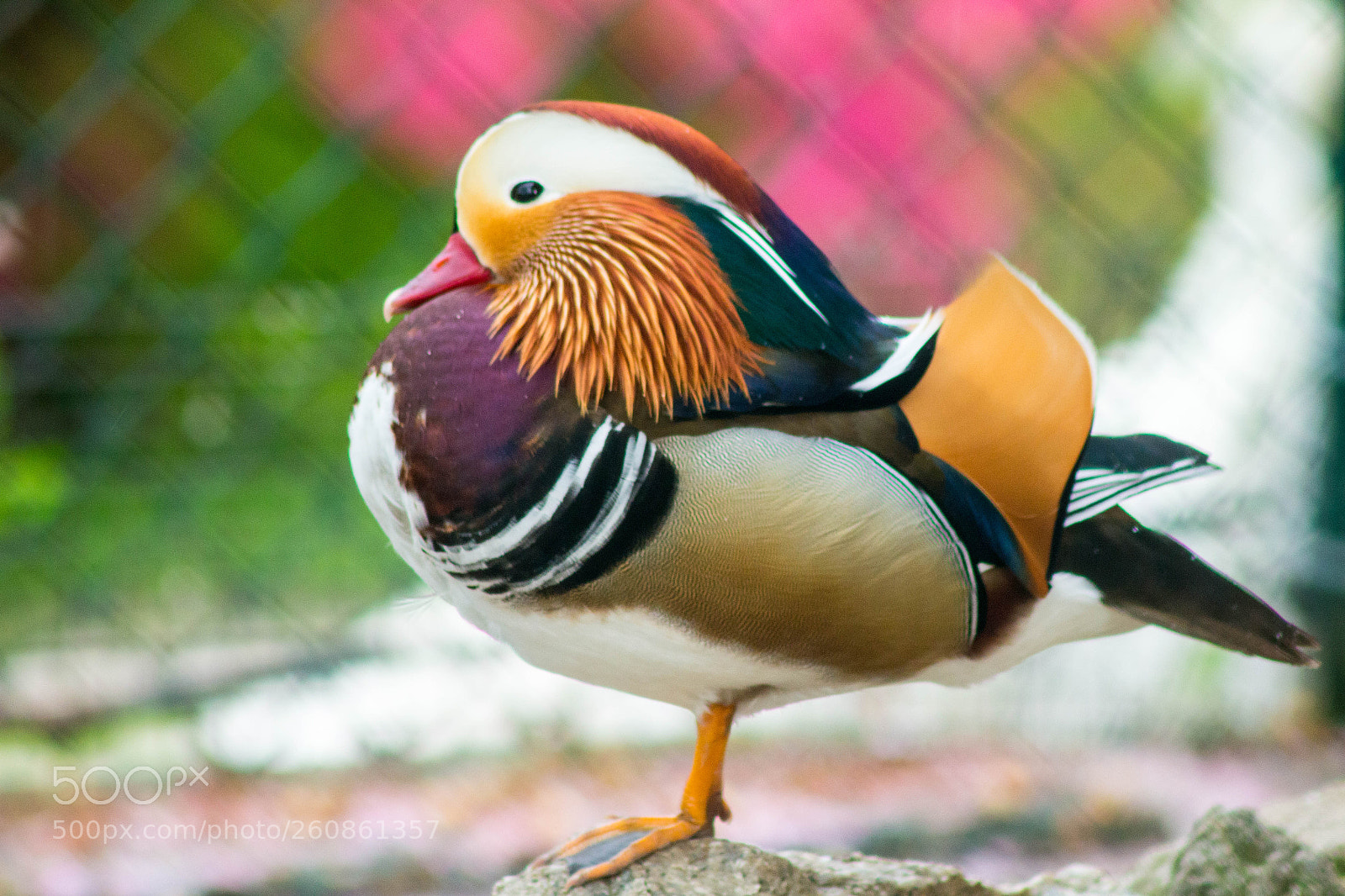 Canon EOS 700D (EOS Rebel T5i / EOS Kiss X7i) sample photo. Ducky photography