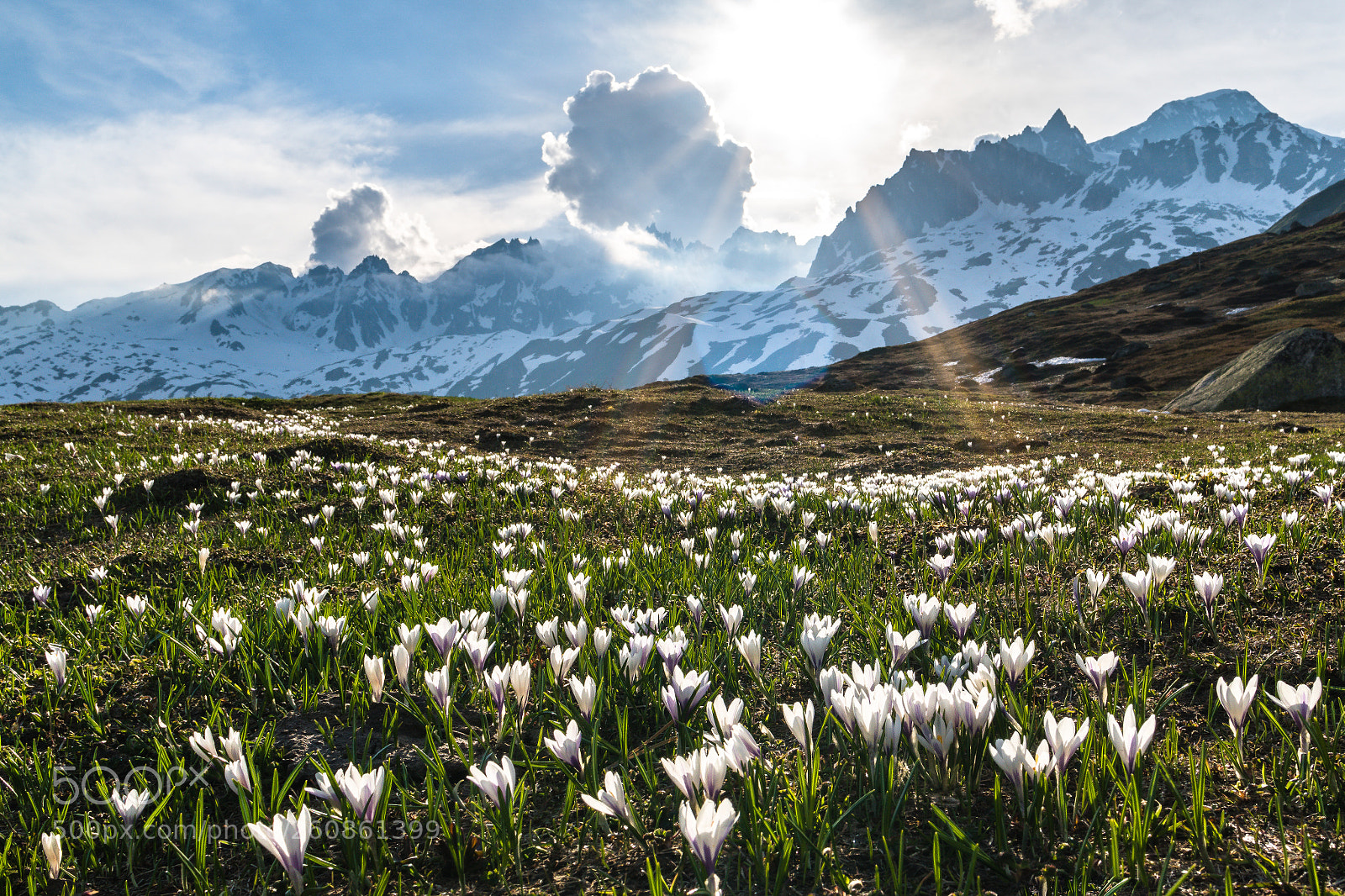 Sony a6500 sample photo. Krokusfeld am furkapass photography