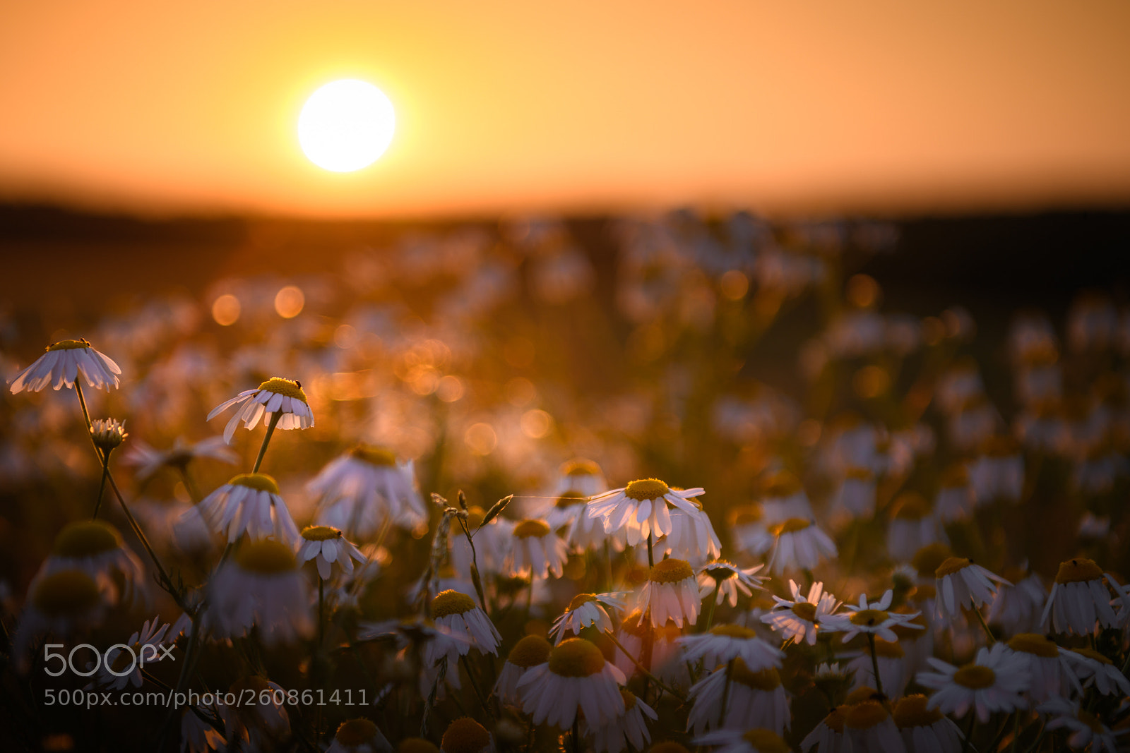 Nikon D850 sample photo. Soaking the last rays photography