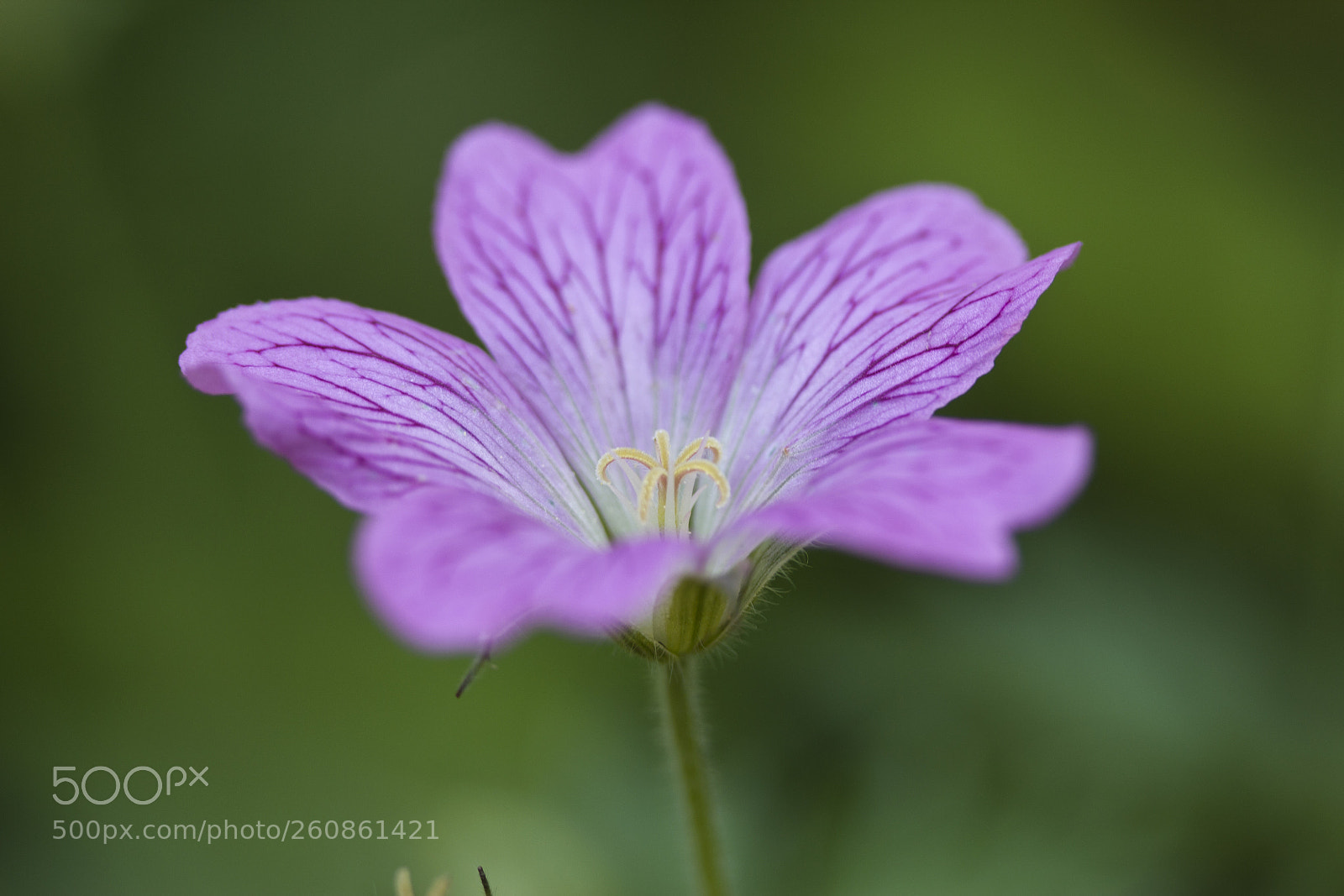 Canon EOS 60D sample photo. Oxford-storchschnabel – geranium oxonianum photography