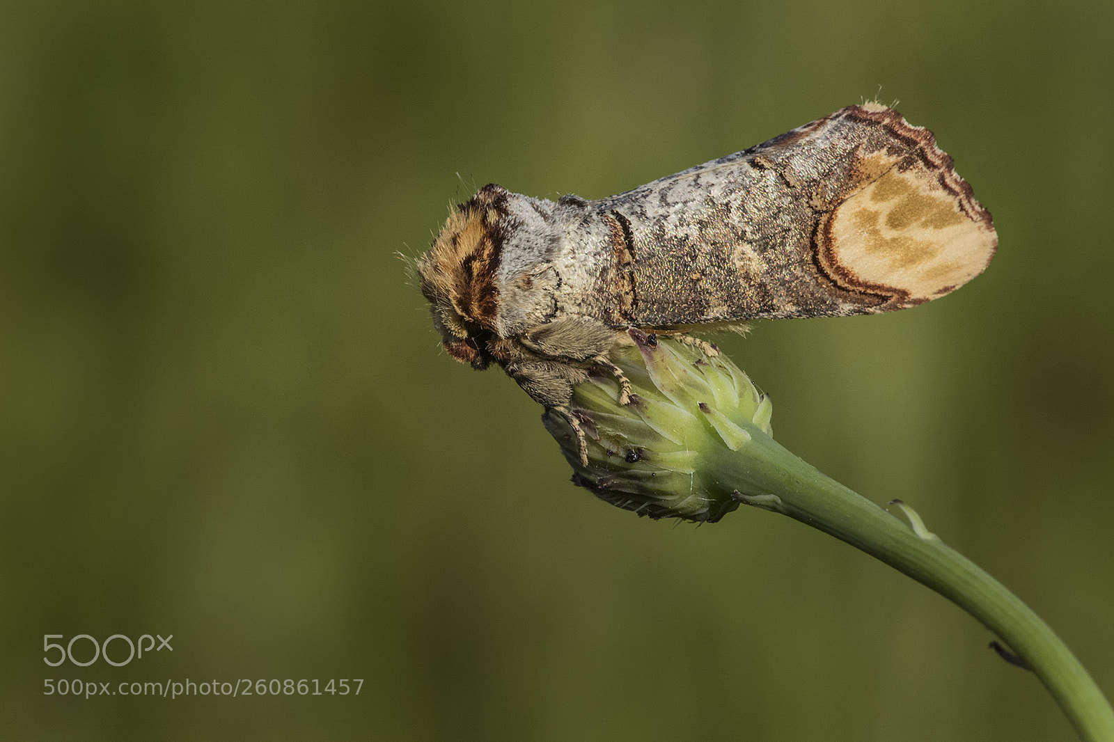 Canon EOS 7D Mark II sample photo. Moth photography