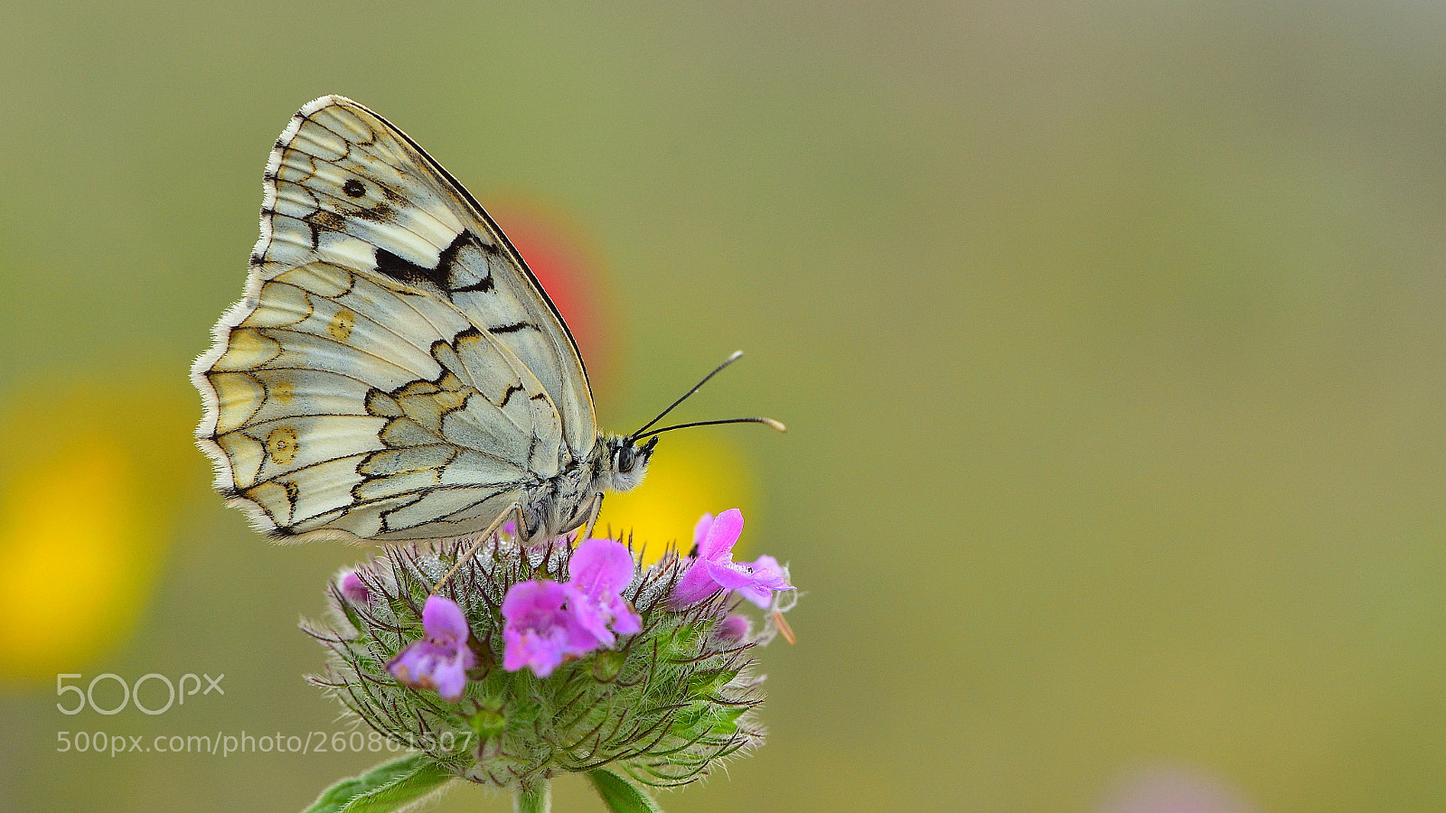 Nikon D810 sample photo. Anadolu melikesi /melanargia larissa photography