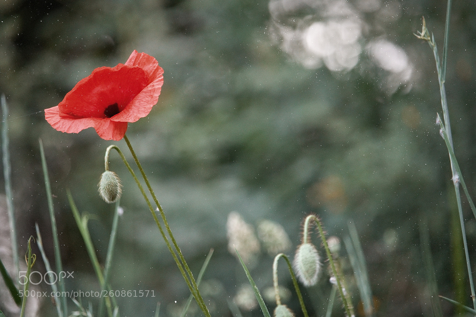 Canon EOS 80D sample photo. Poppy photography