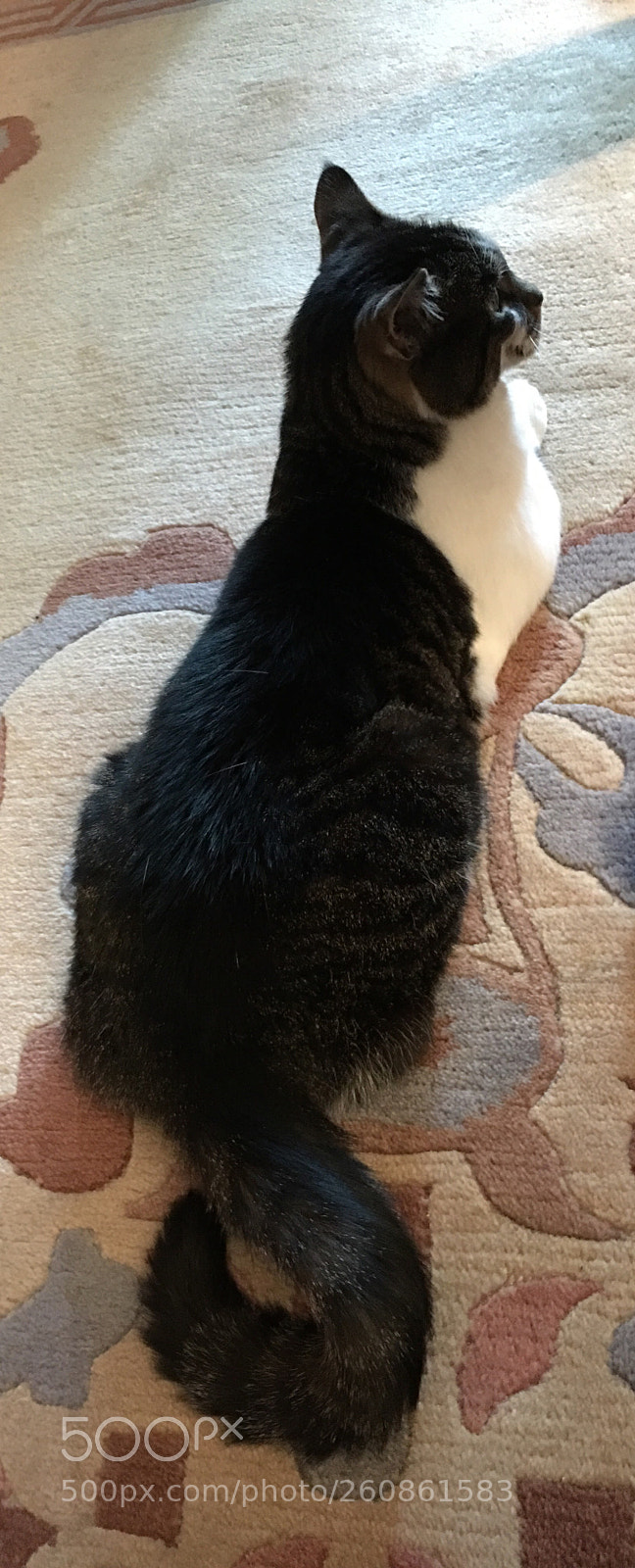 Apple iPhone 6s Plus sample photo. The long cat photography