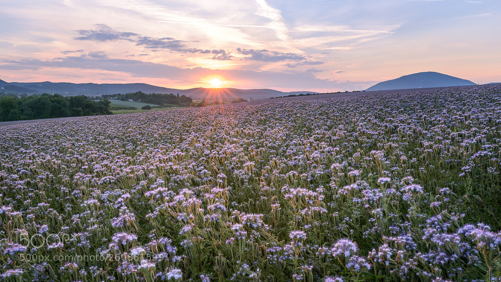 Nikon D800 sample photo. Flower sunset photography