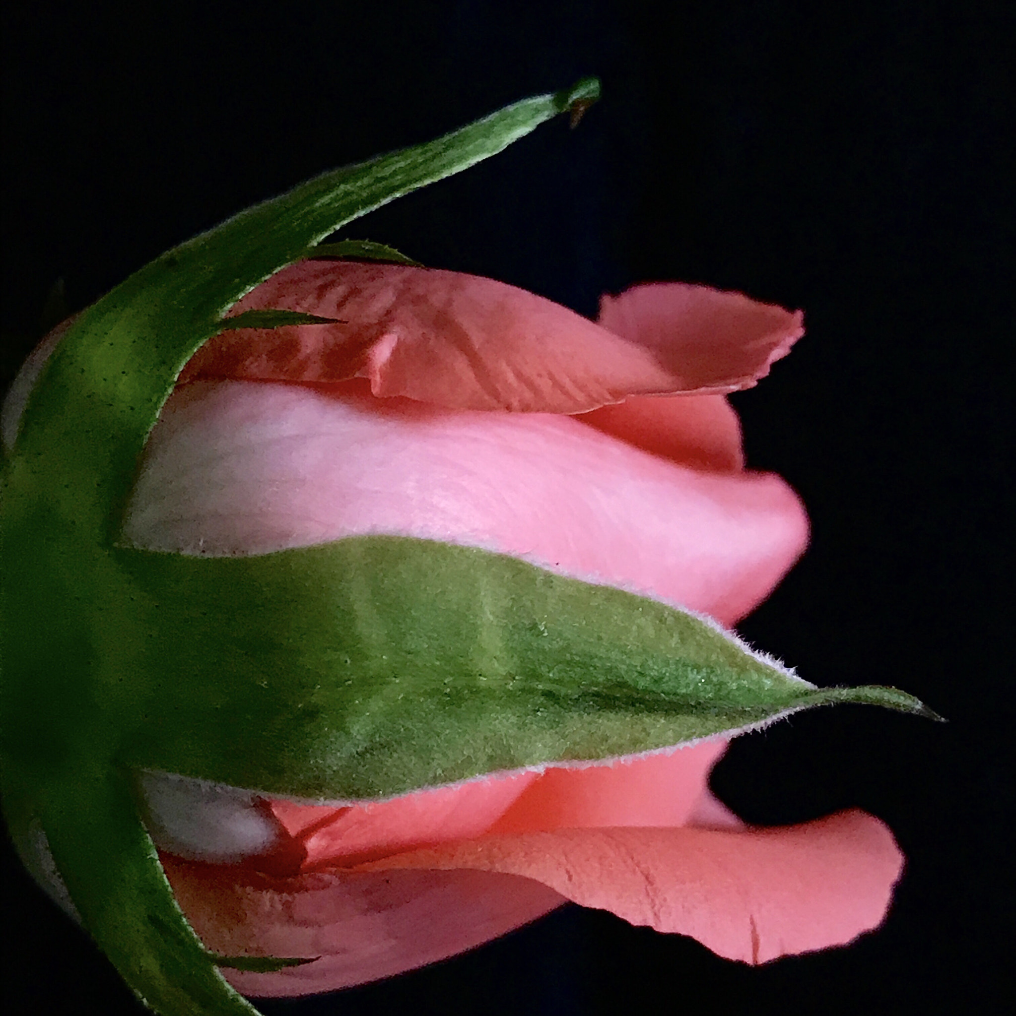 Apple iPhone9,4 sample photo. Pink and green photography