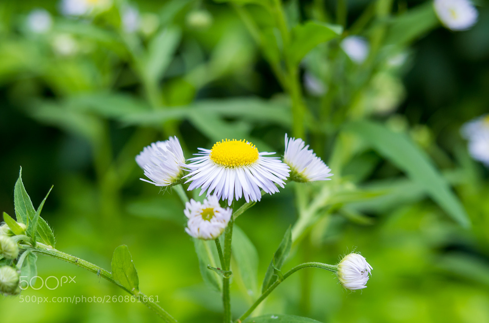 Pentax K-50 sample photo. Happy wildflower photography