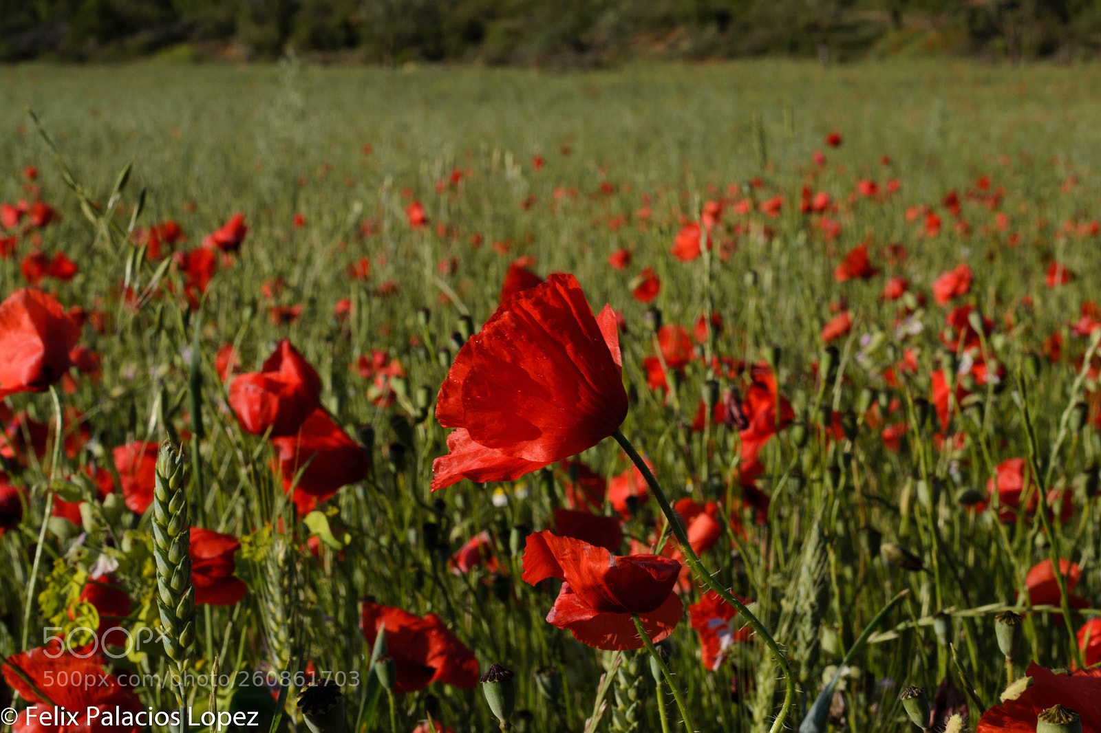 Nikon D3100 sample photo. Campo de amapolas photography