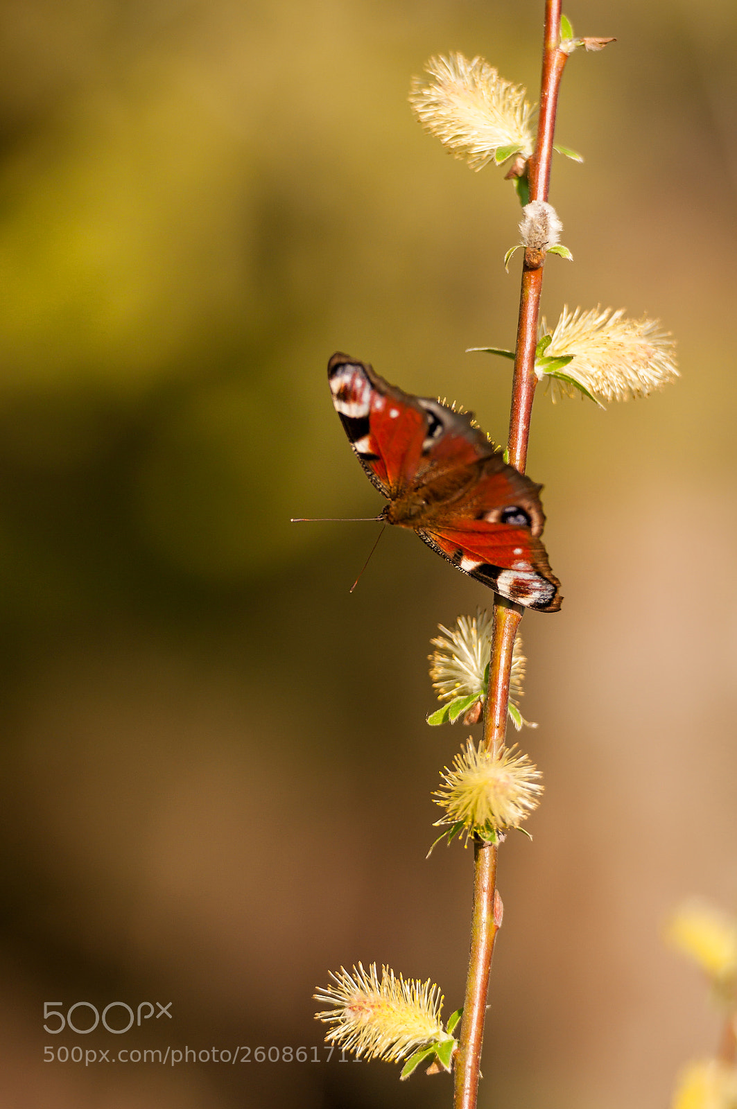 Nikon D300S sample photo. Colorful spring photography