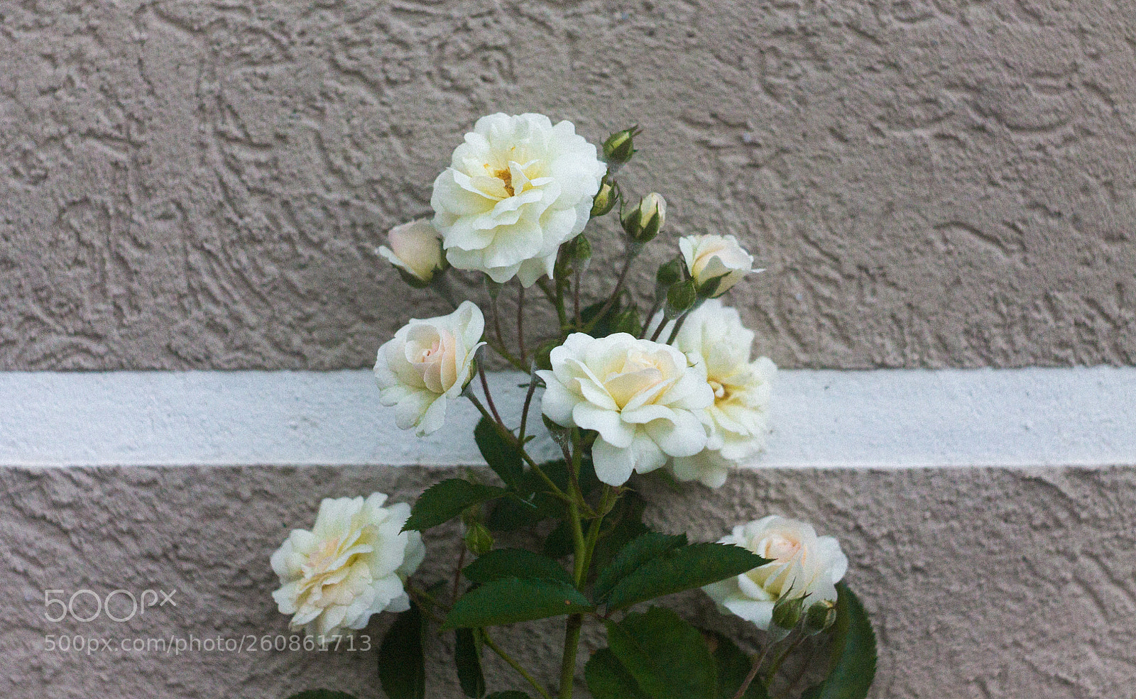 Canon EOS 1100D (EOS Rebel T3 / EOS Kiss X50) sample photo. Riba photography