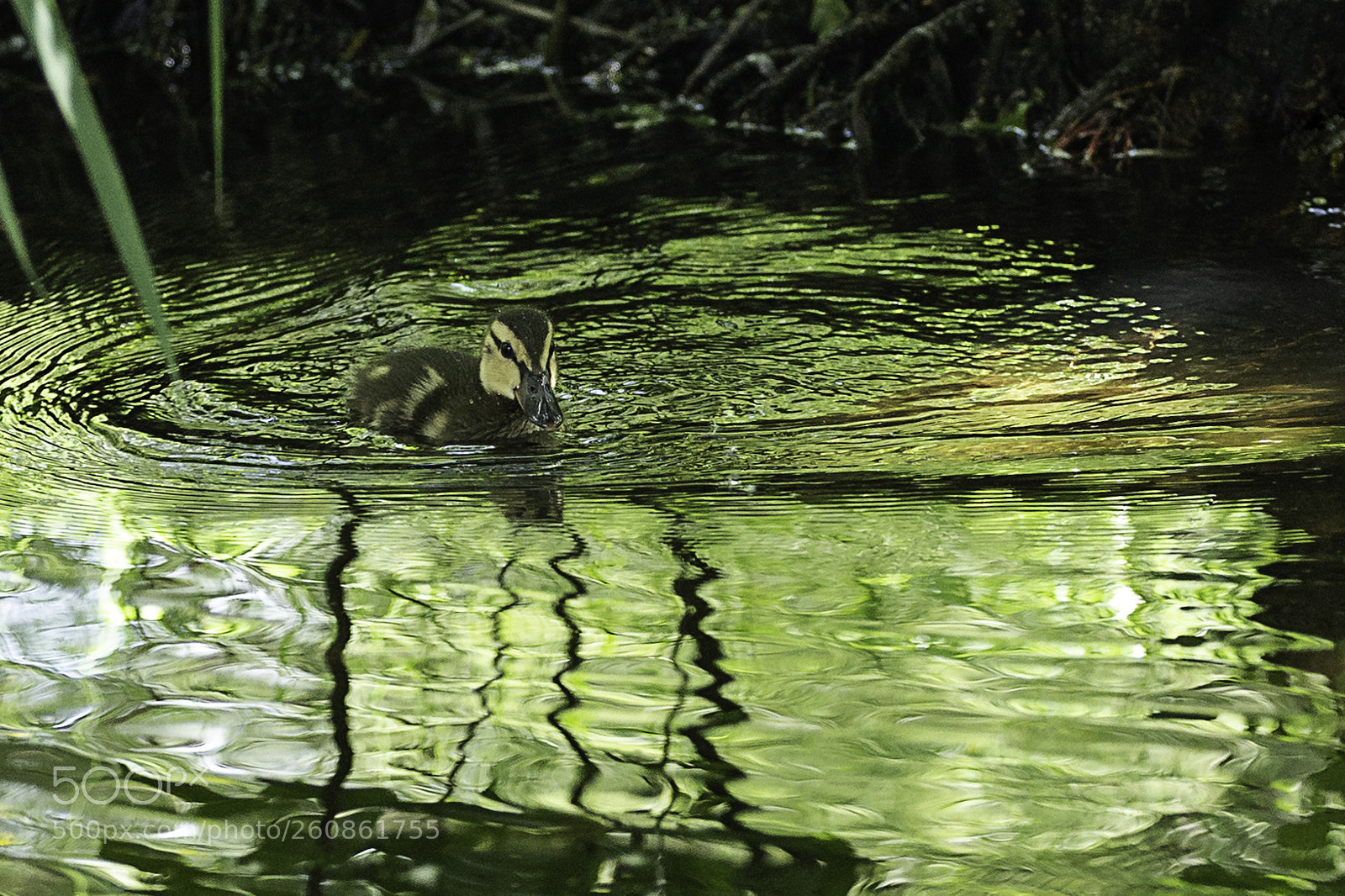 Canon EOS 6D sample photo. Sweet duck photography