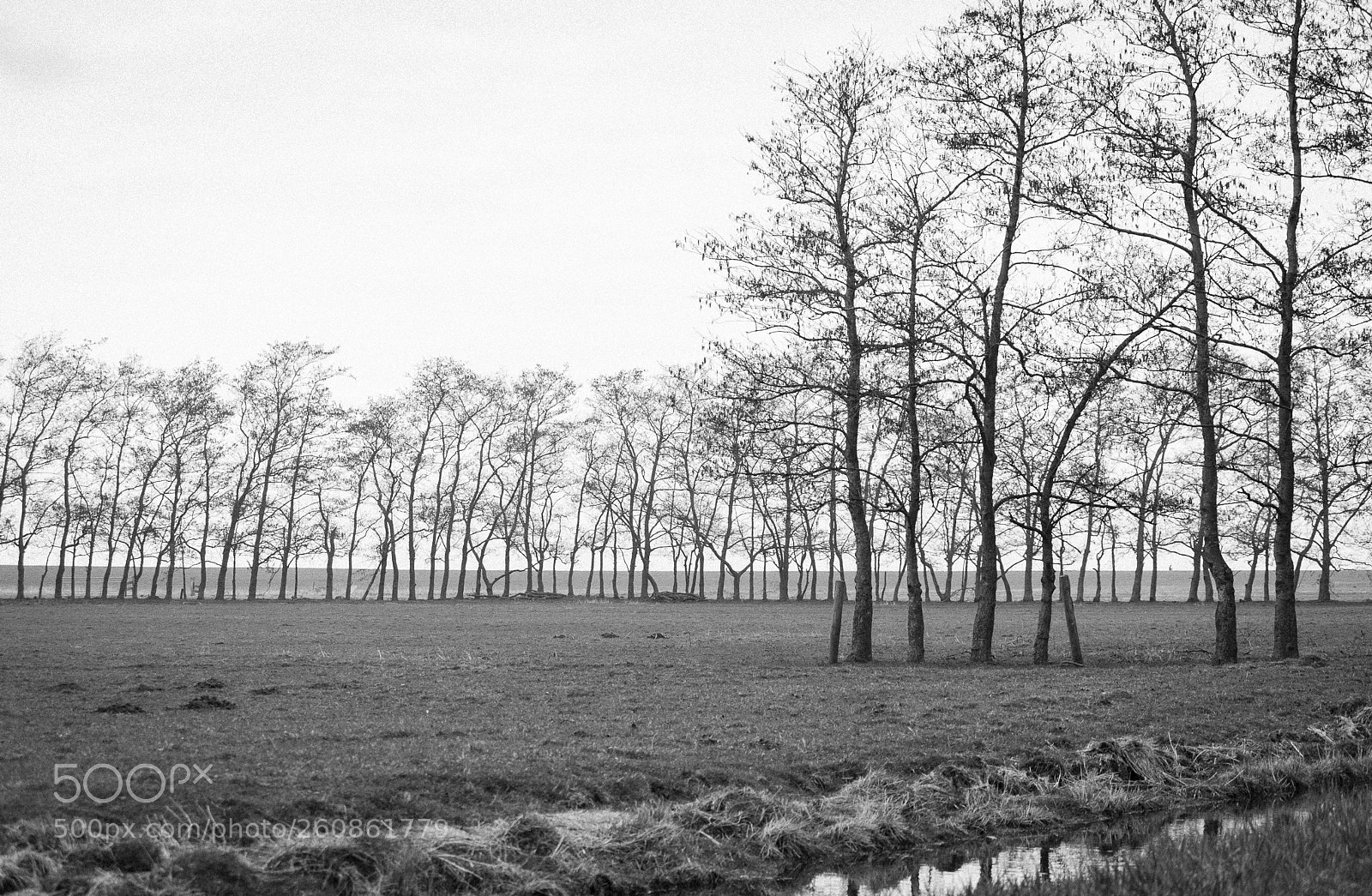 Nikon D700 sample photo. Treescape photography