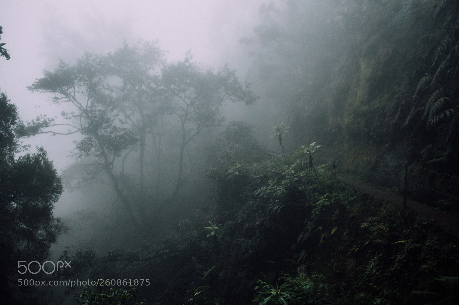 Canon EOS 5D Mark II sample photo. Forest in madeira photography