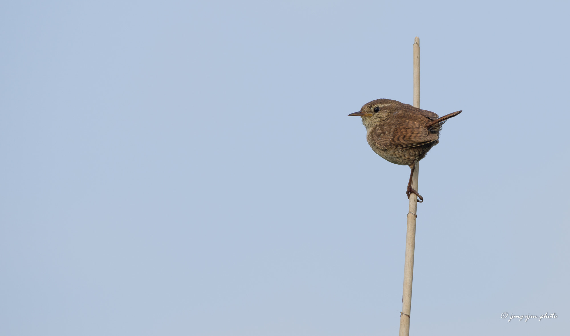 Pentax K-1 Mark II sample photo. Wren photography