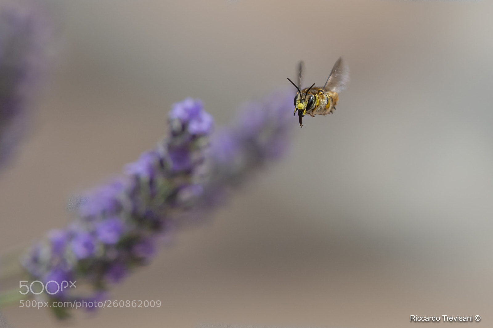 Nikon D500 sample photo. Flying bee photography