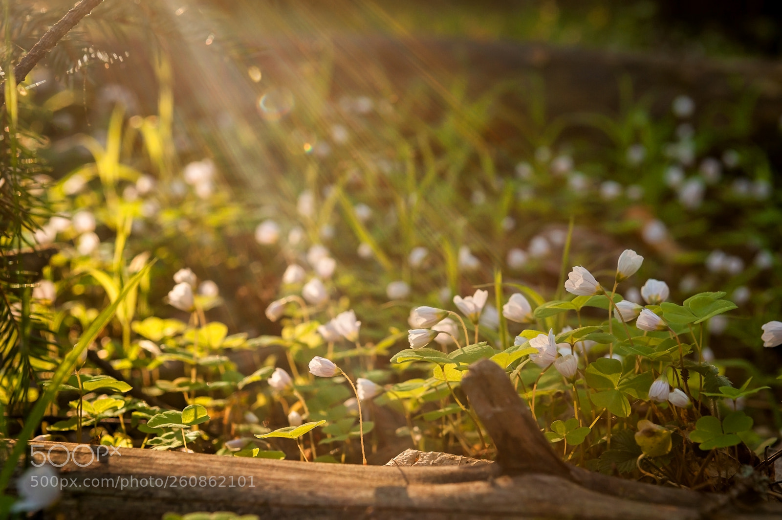 Nikon D300S sample photo. Shine photography