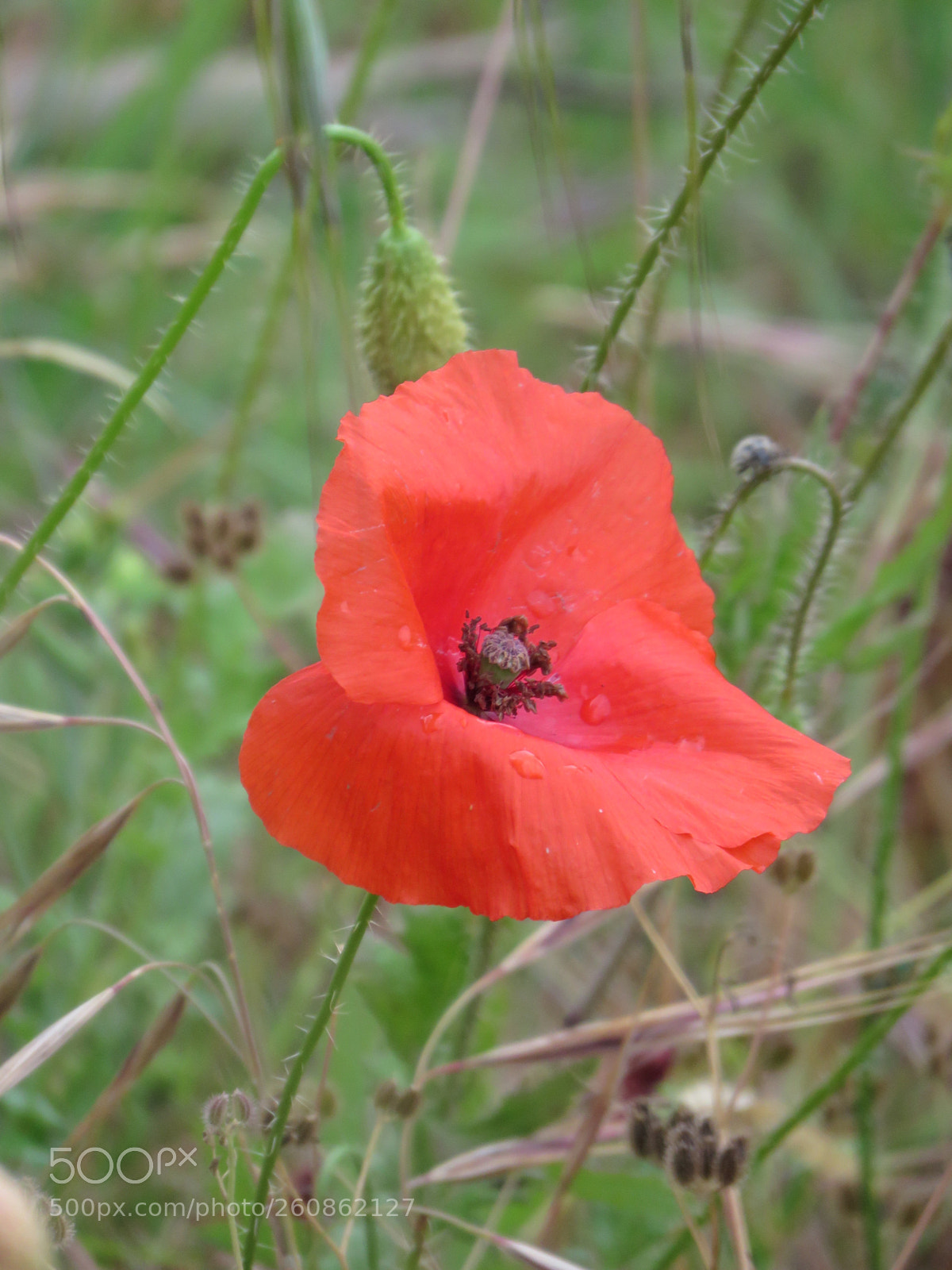 Canon PowerShot SX60 HS sample photo. Lone poppy photography
