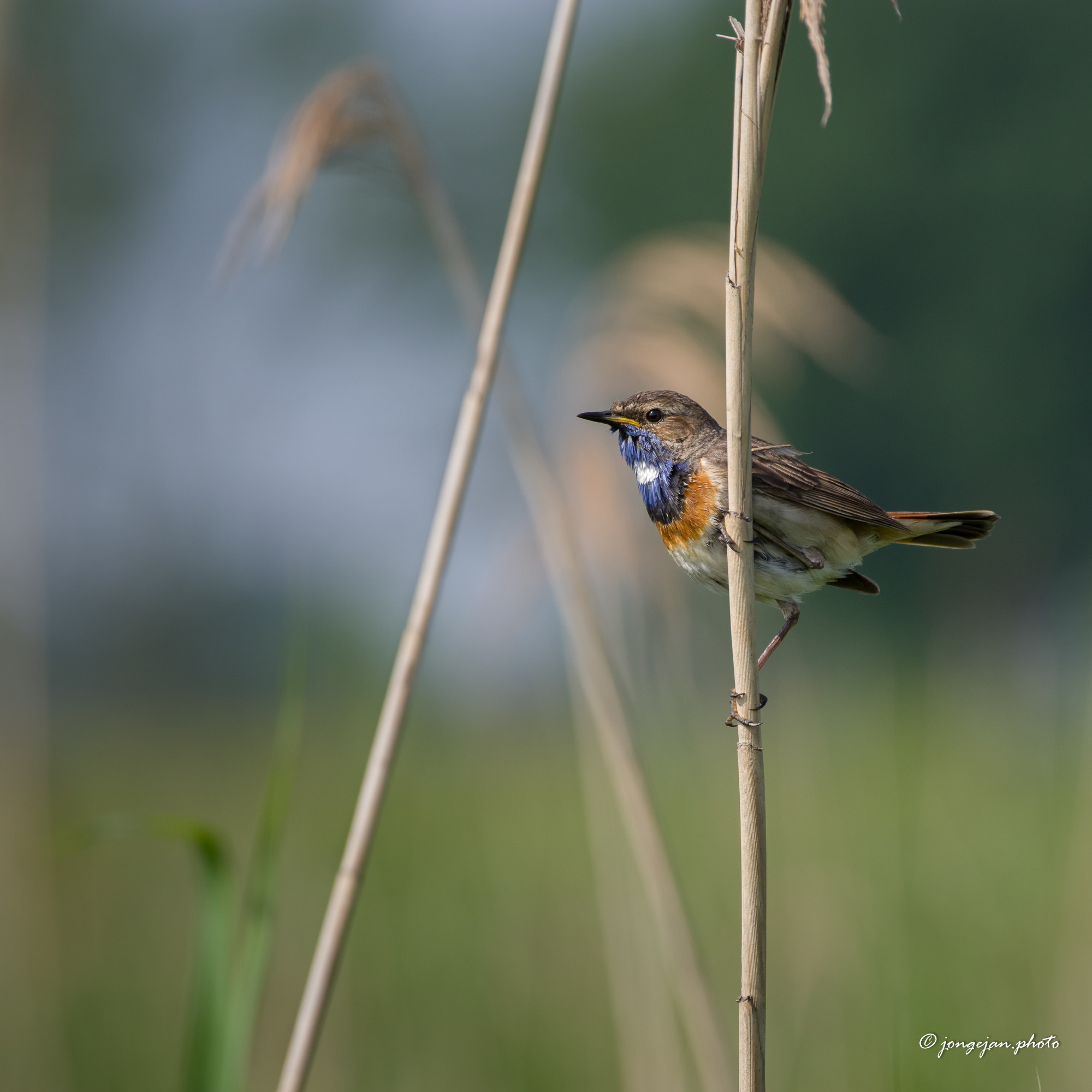 Pentax K-1 Mark II sample photo. Bluethroat photography