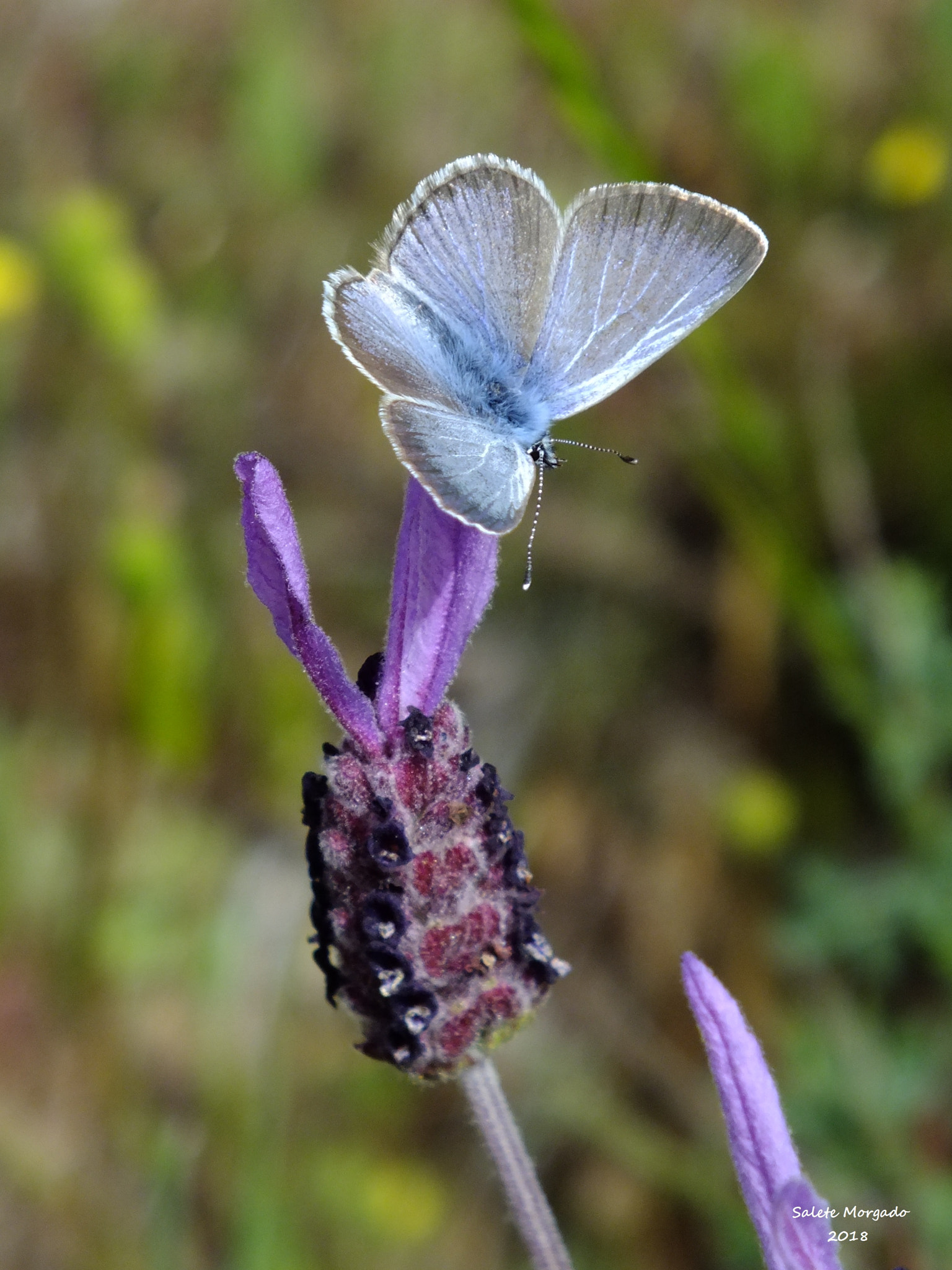 Fujifilm FinePix HS30EXR sample photo. La lavande et le papillon photography