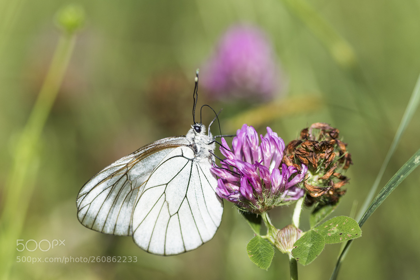Canon EOS 7D Mark II sample photo. Aporia crataegi photography