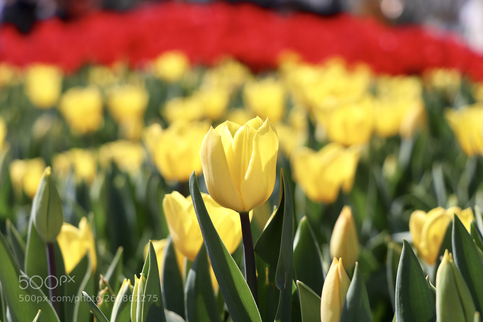 Canon EOS 77D (EOS 9000D / EOS 770D) sample photo. Untitled photography